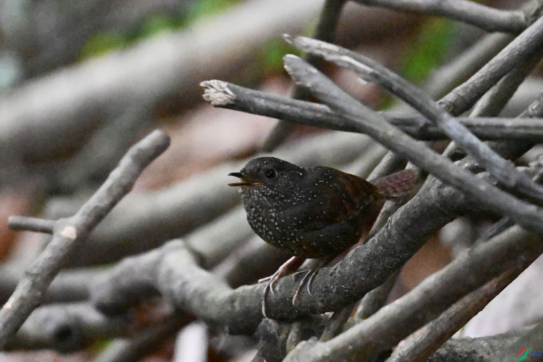 DSC_9241.JPG
