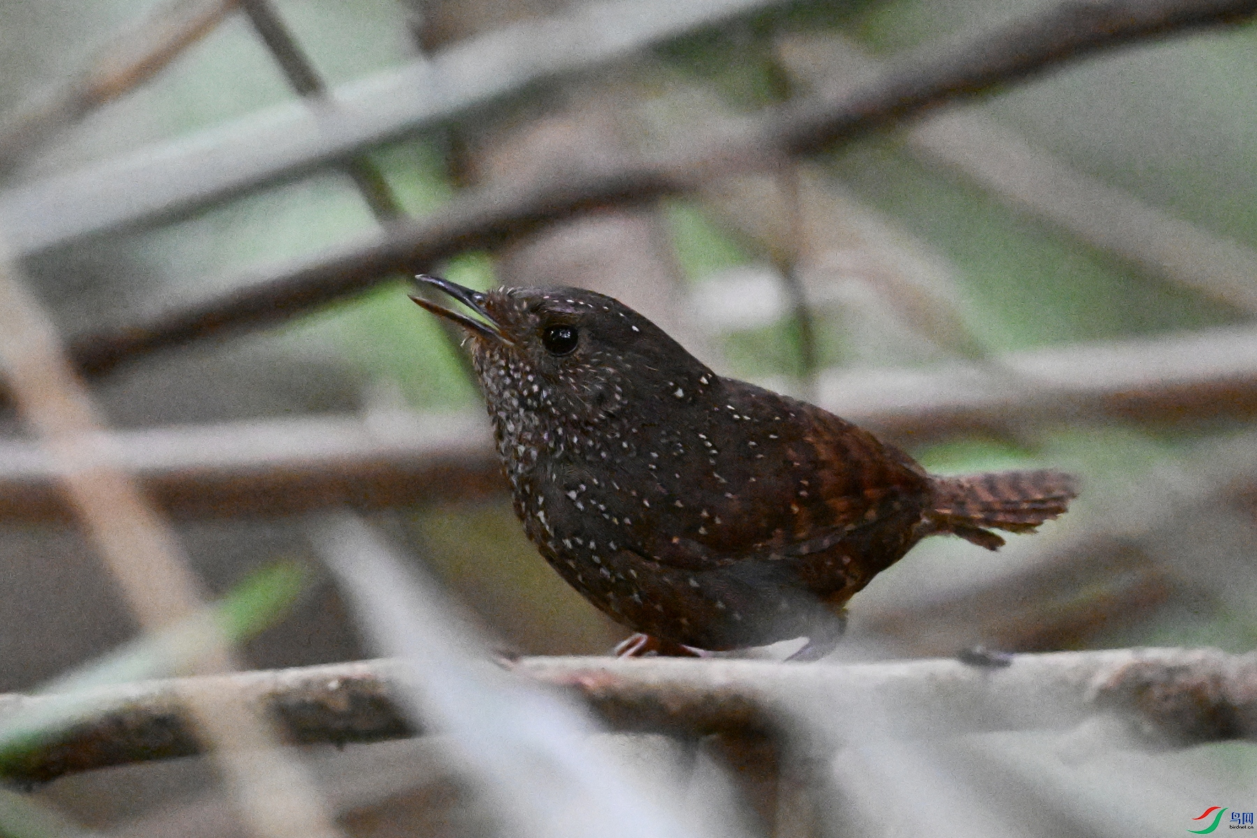 DSC_9269.JPG