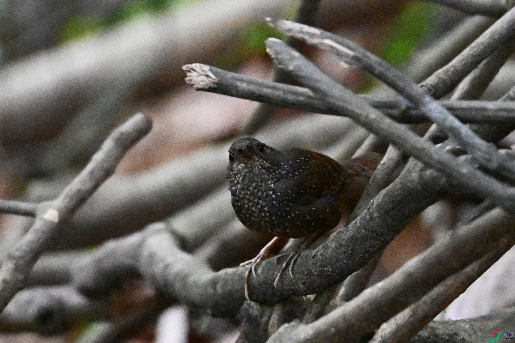 DSC_9247.JPG