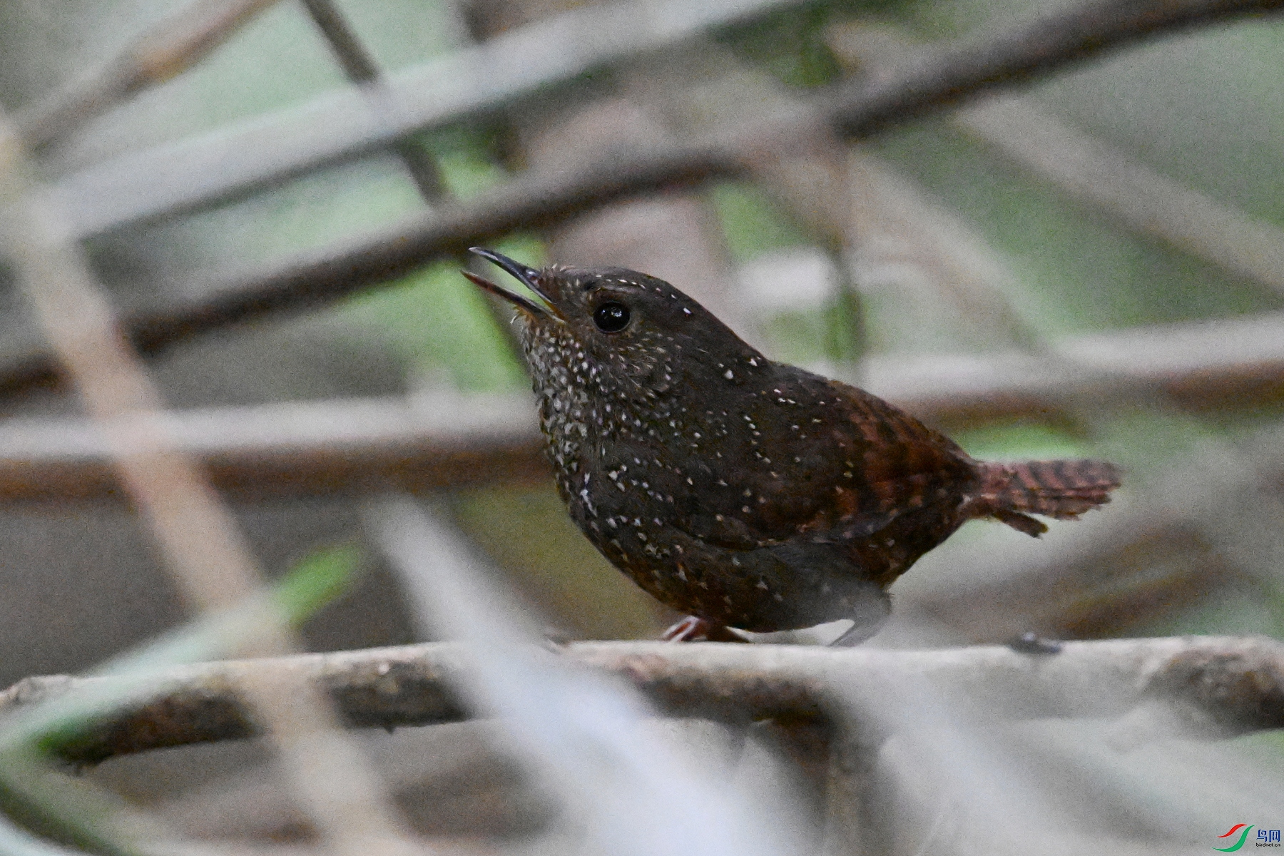 DSC_9273.JPG