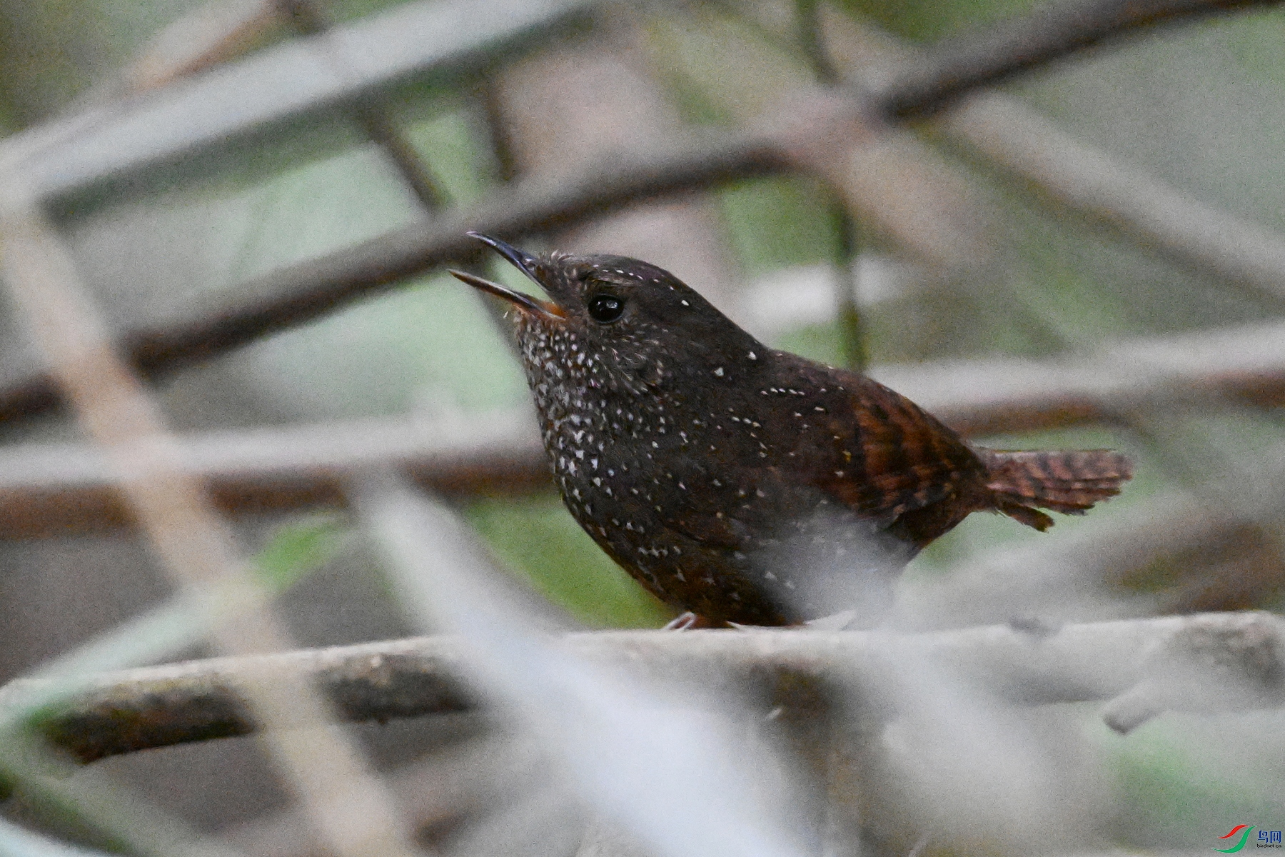 DSC_9260.JPG