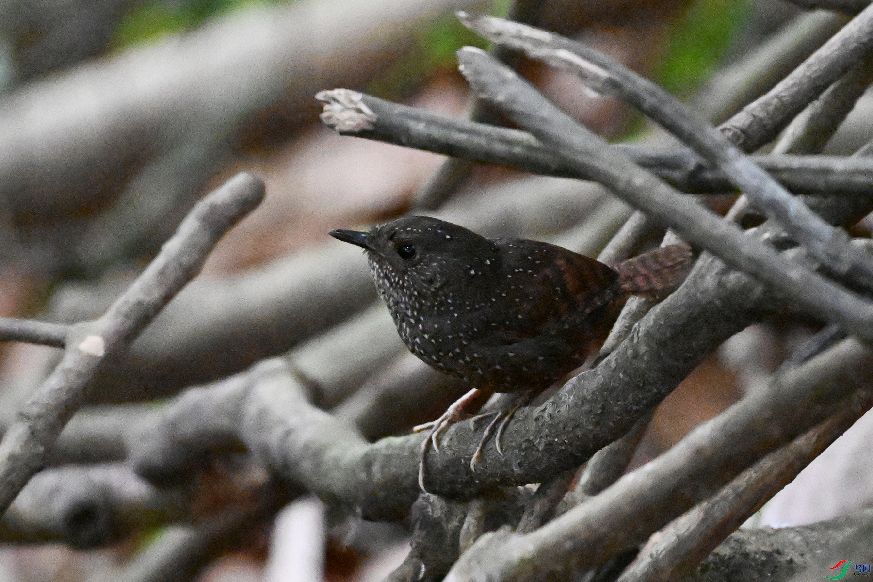 DSC_9227.JPG