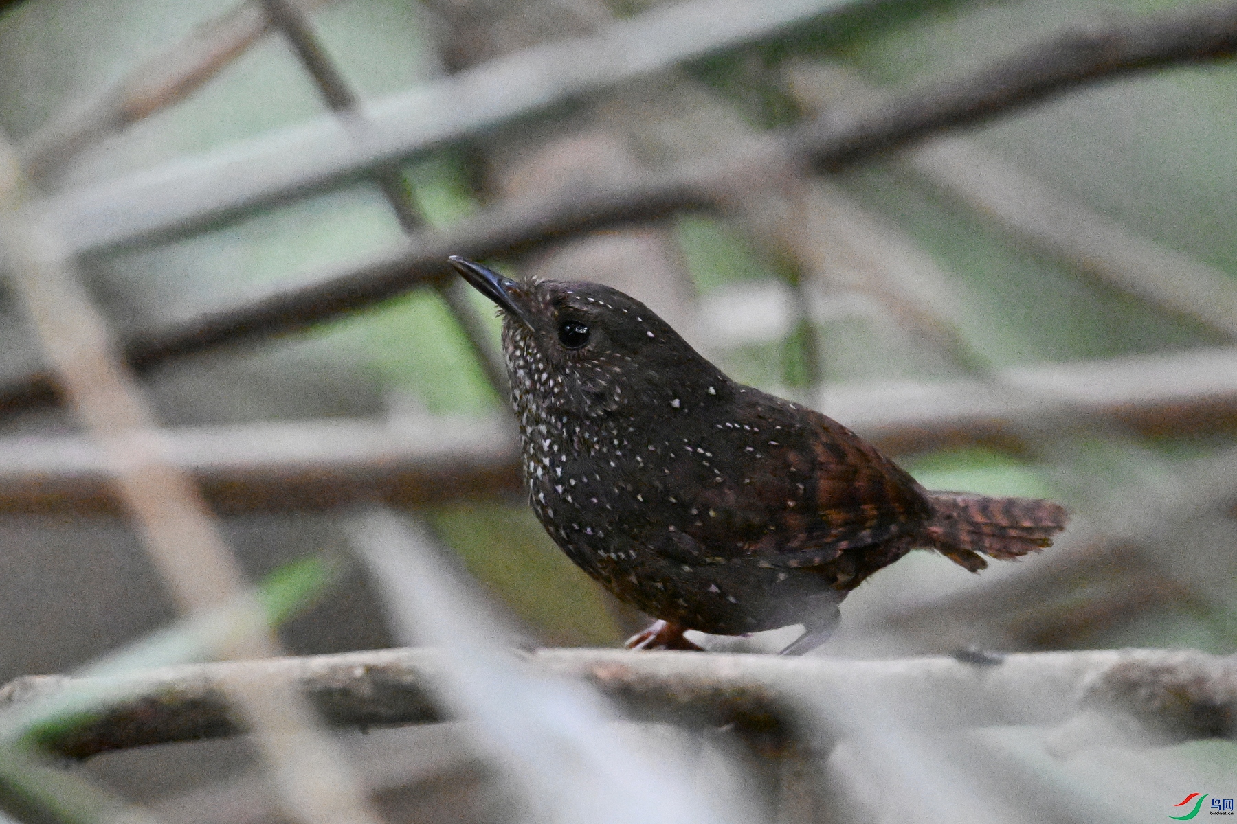 DSC_9262.JPG