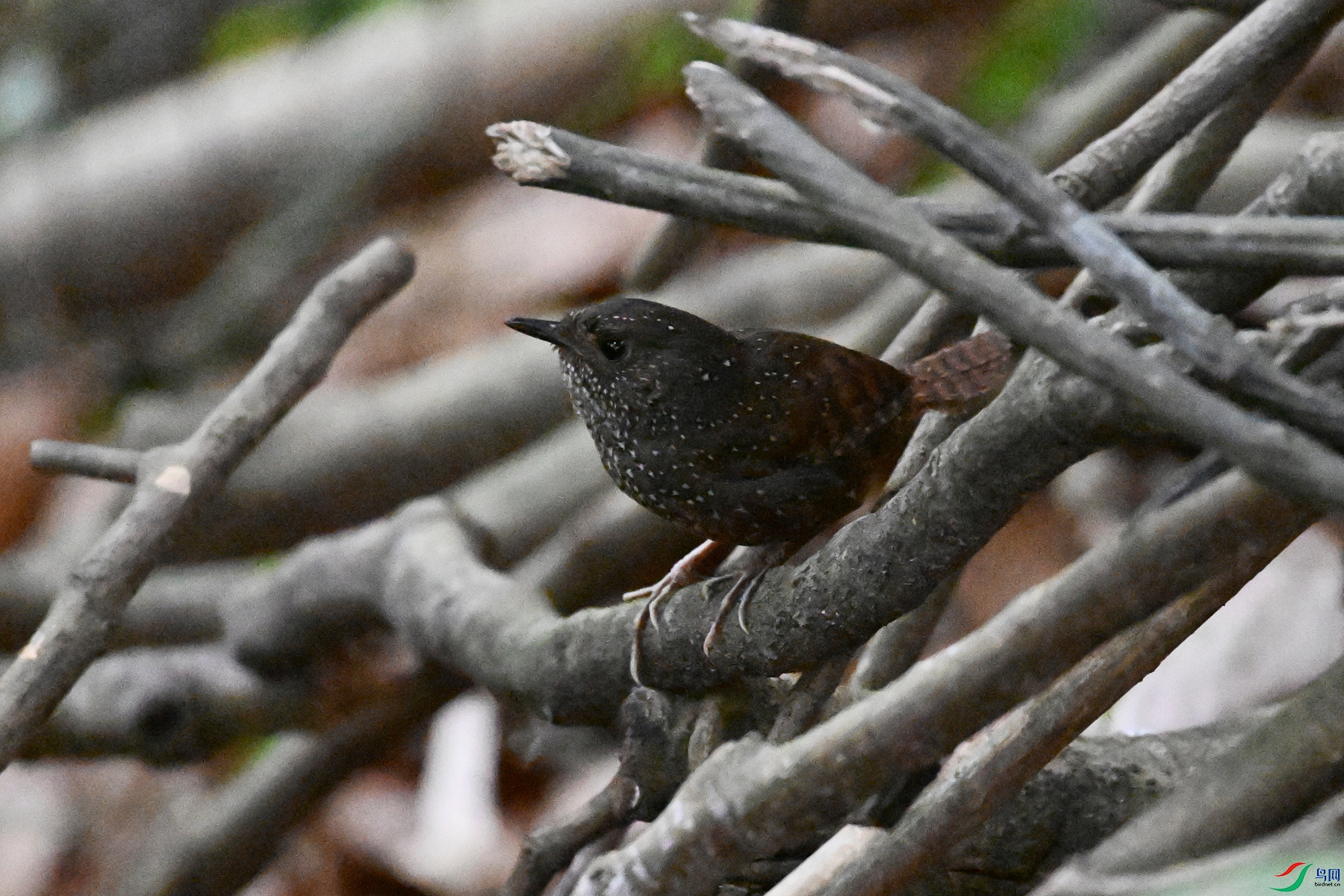 DSC_9229.JPG