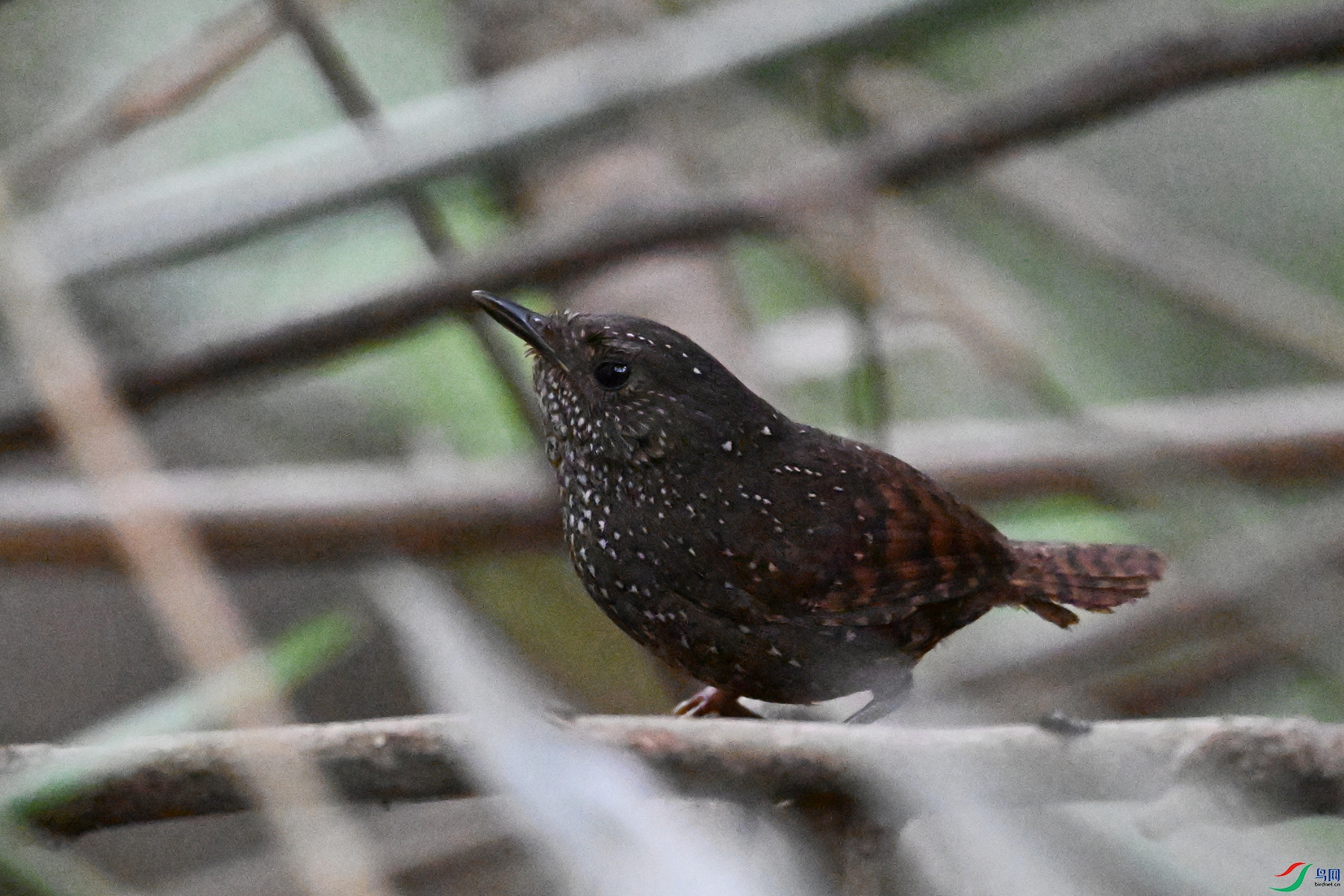 DSC_9265.JPG