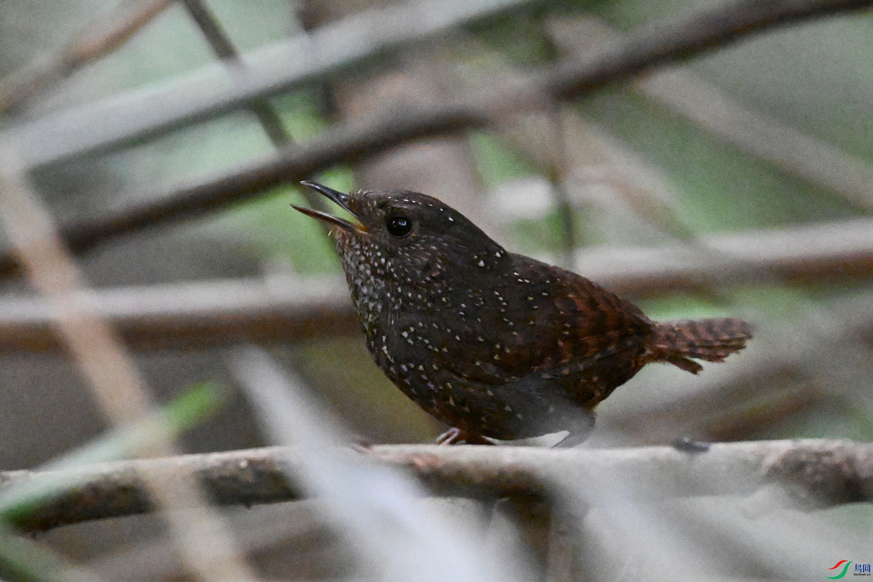 DSC_9270.JPG