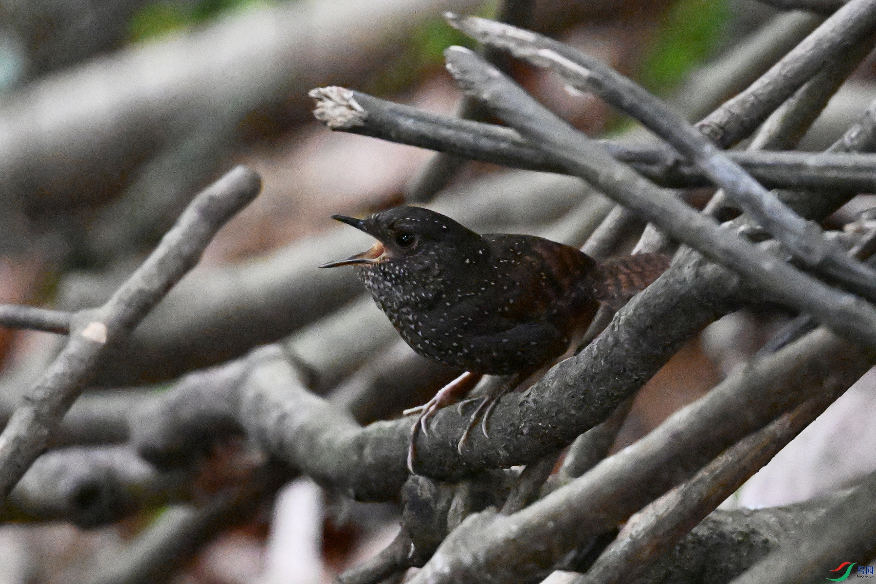 DSC_9234.JPG