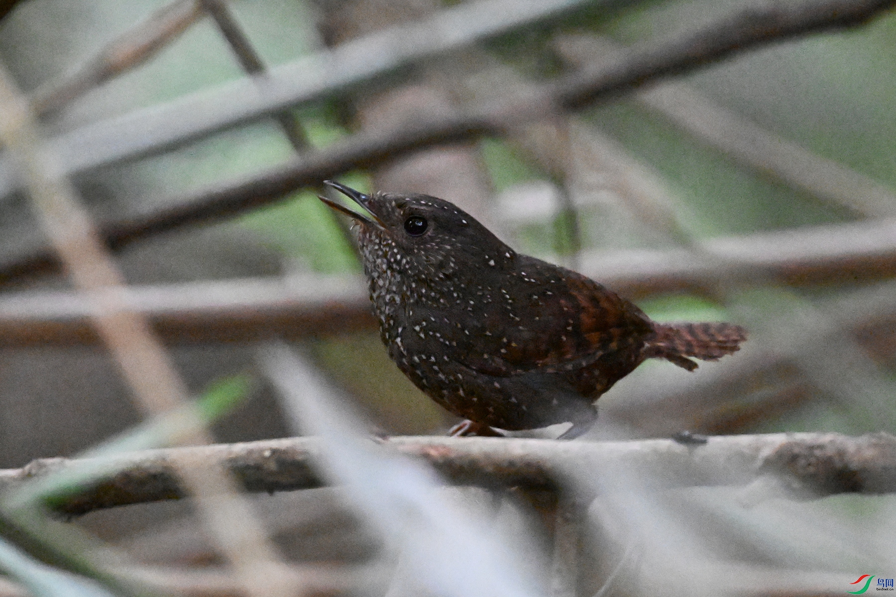 DSC_9274.JPG