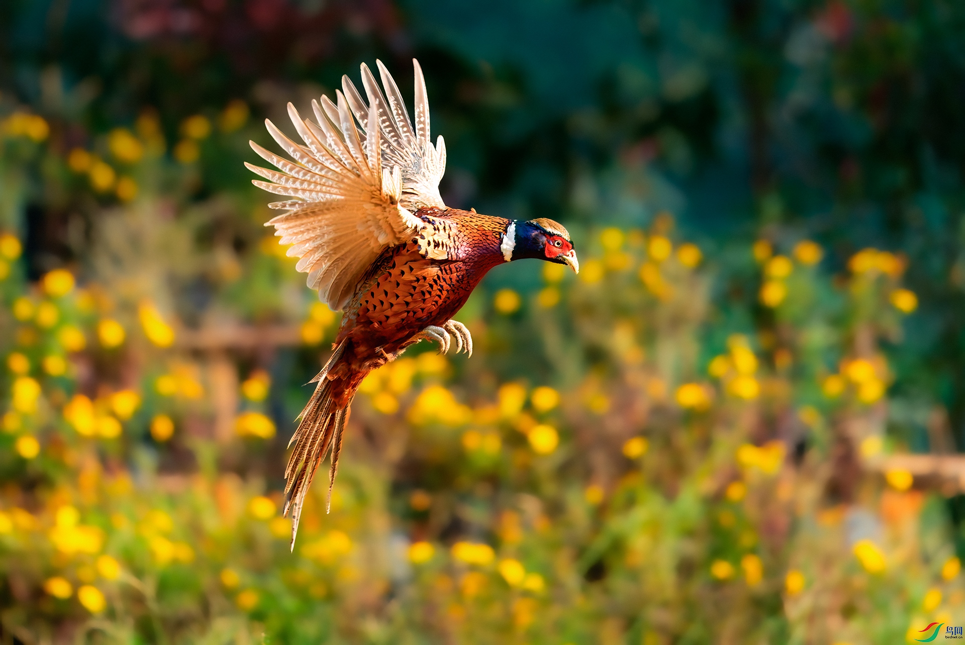 0_DSC3886-topaz-rawdenoise.jpg