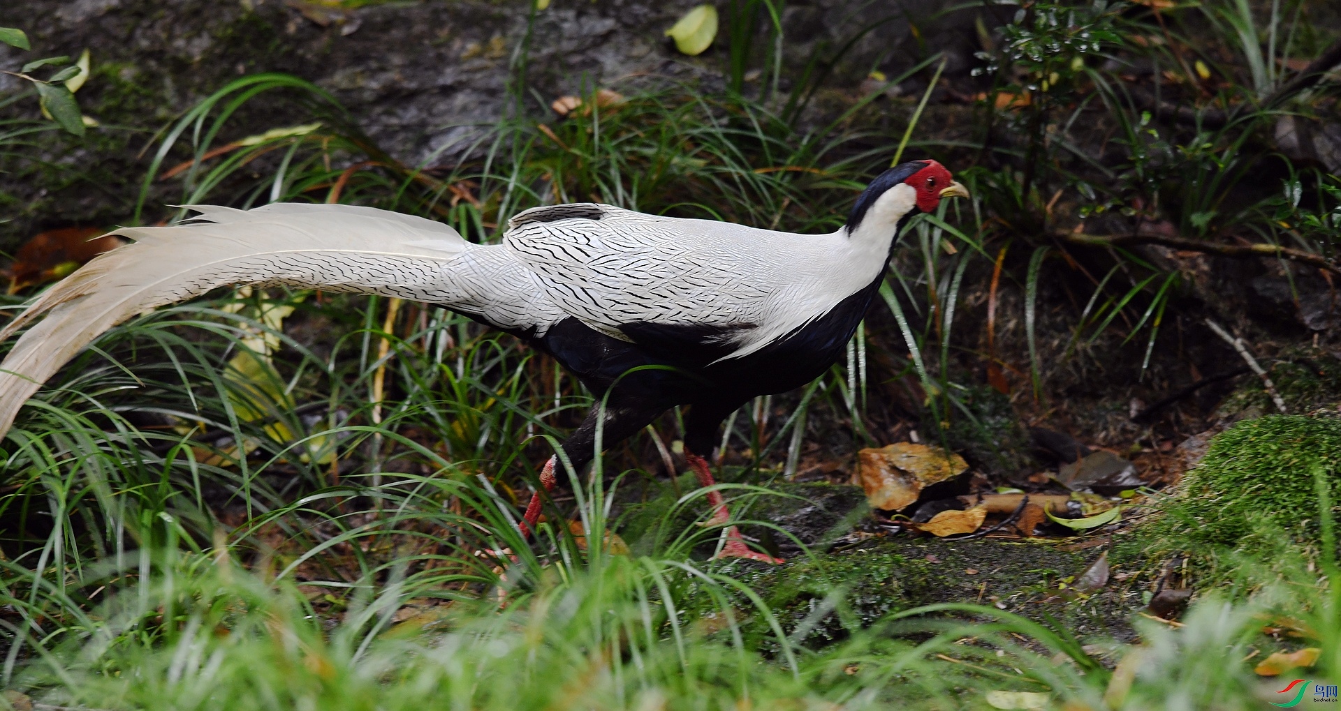 DSC_5974.jpg