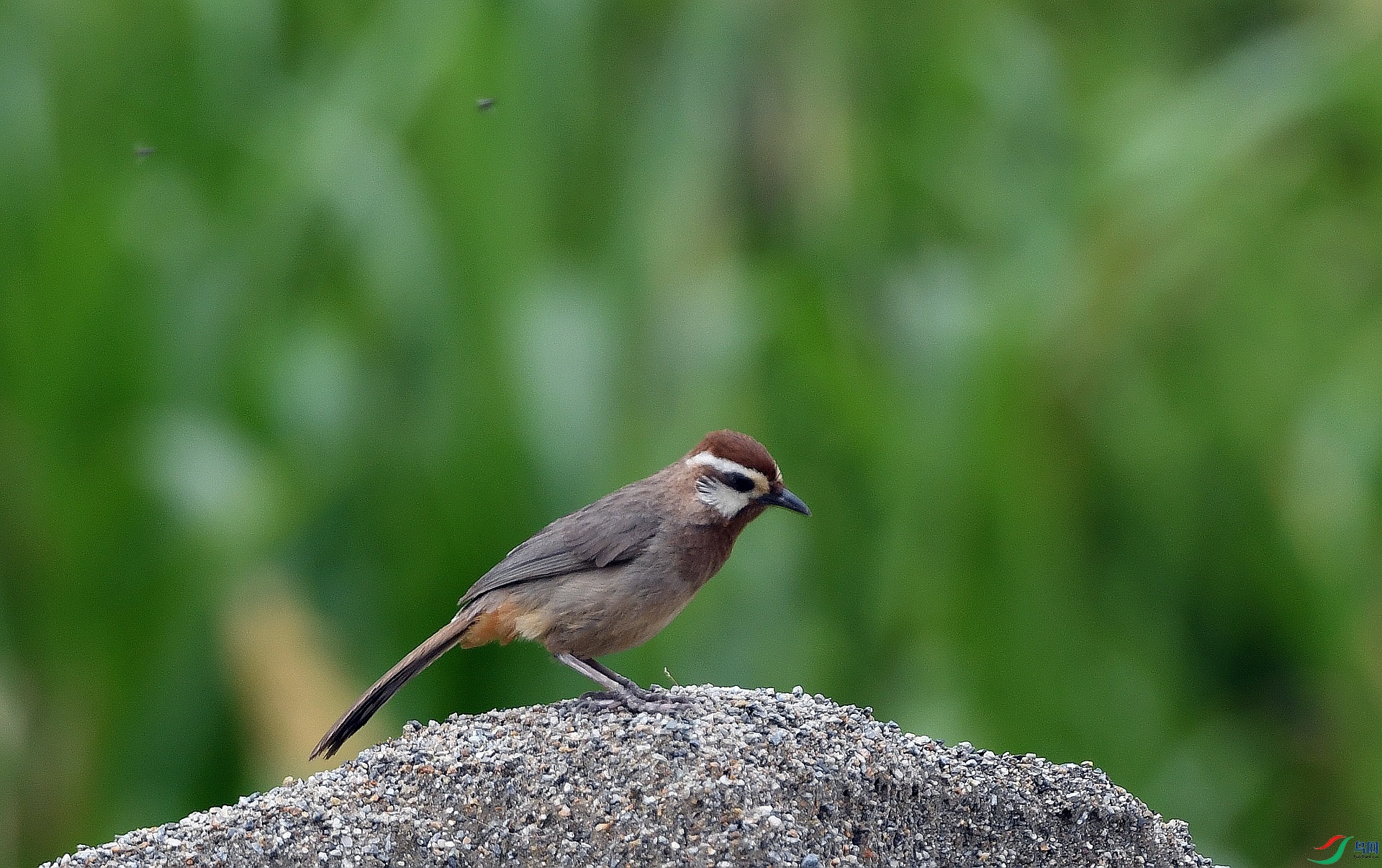 DSC_4427.jpg