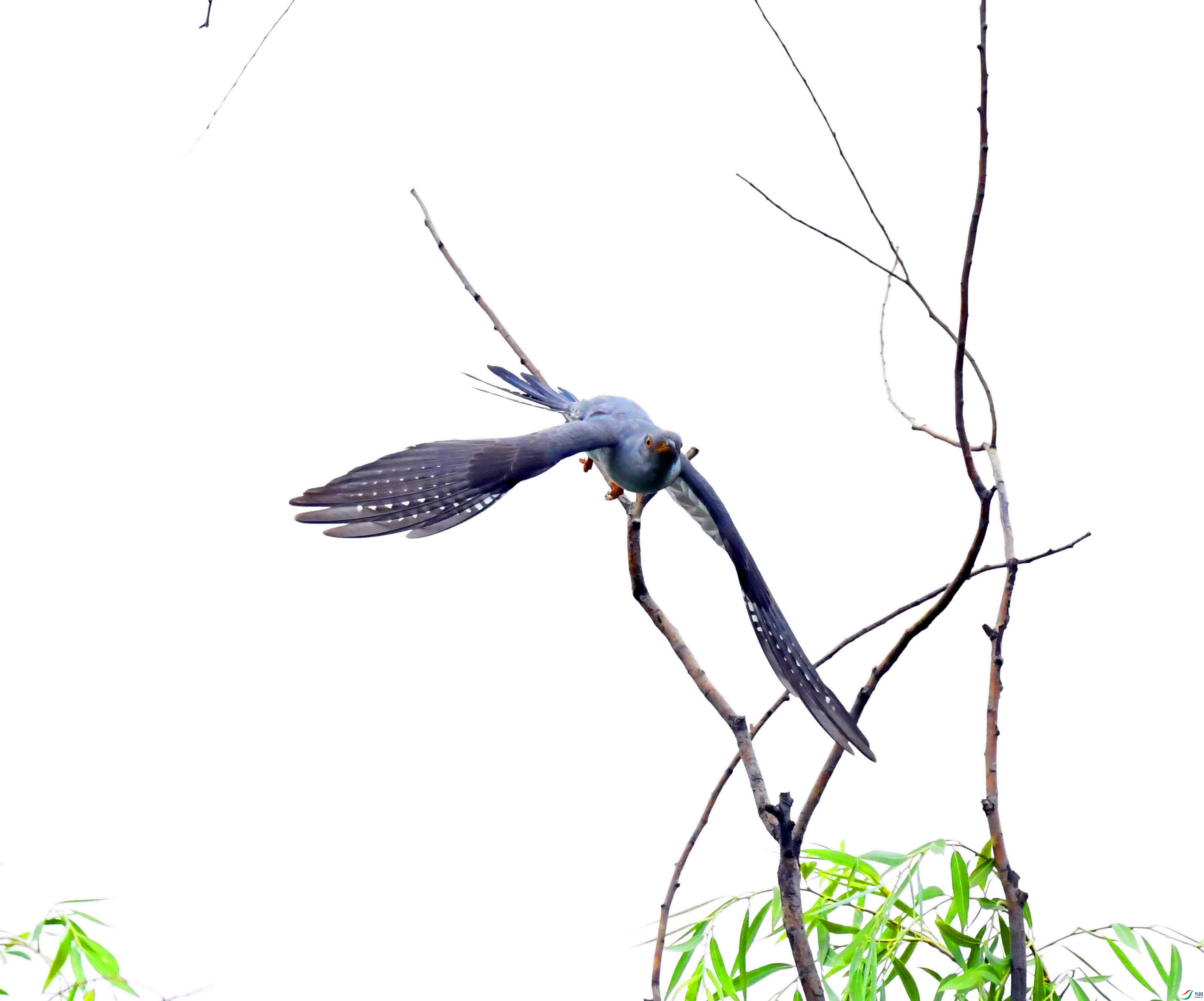 DSC_4155.JPG
