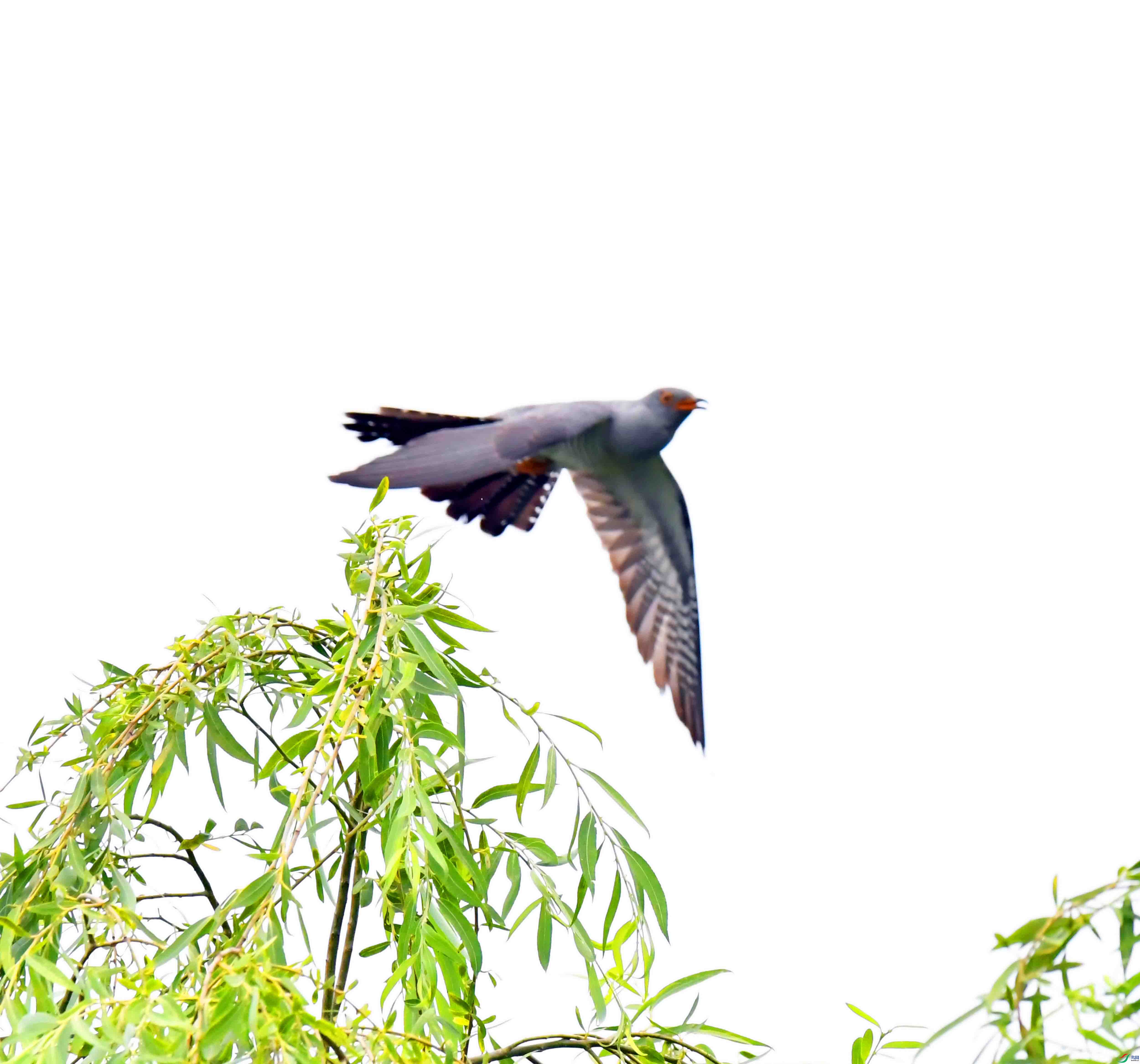 DSC_4156.JPG