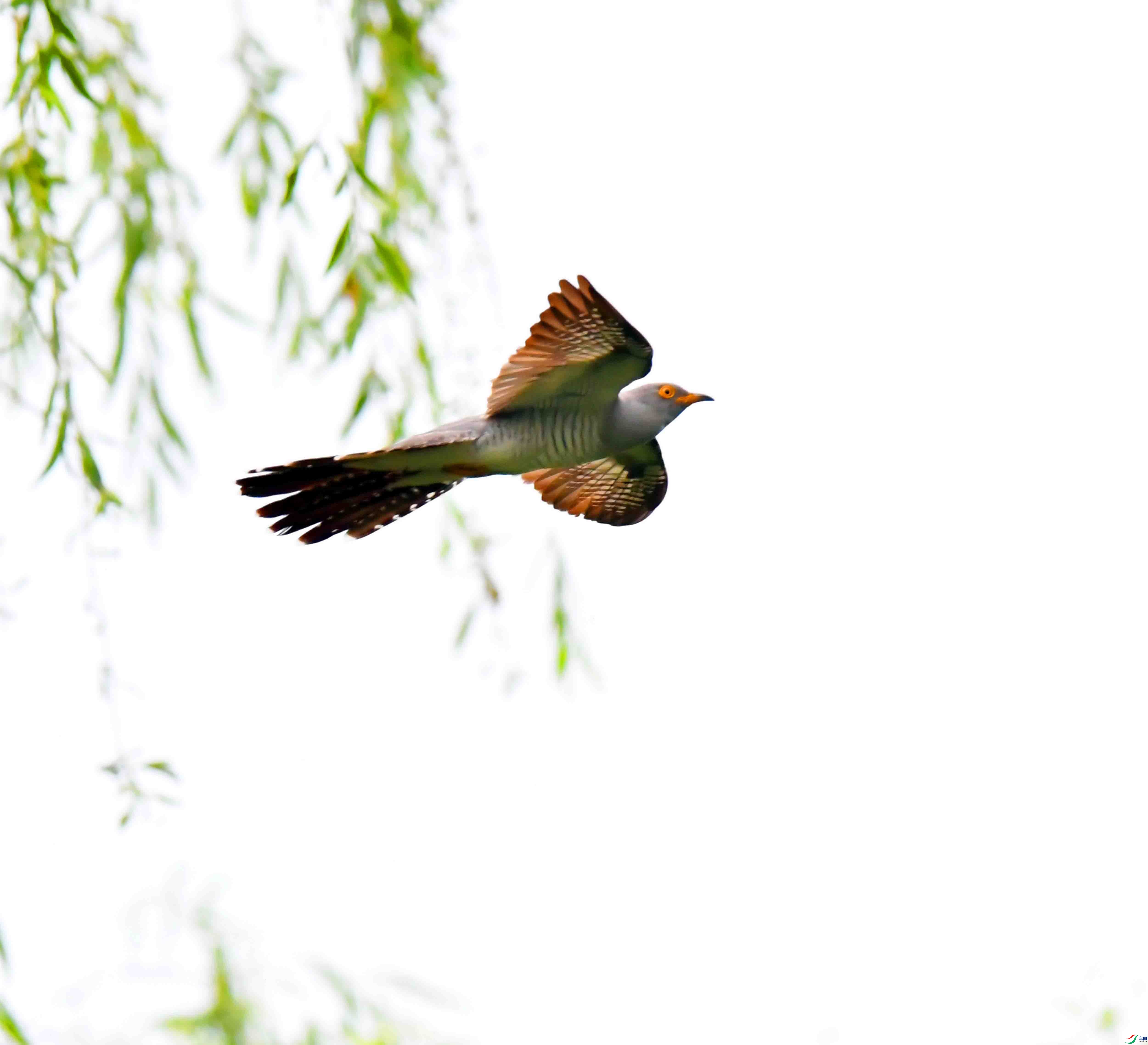 DSC_4159.JPG