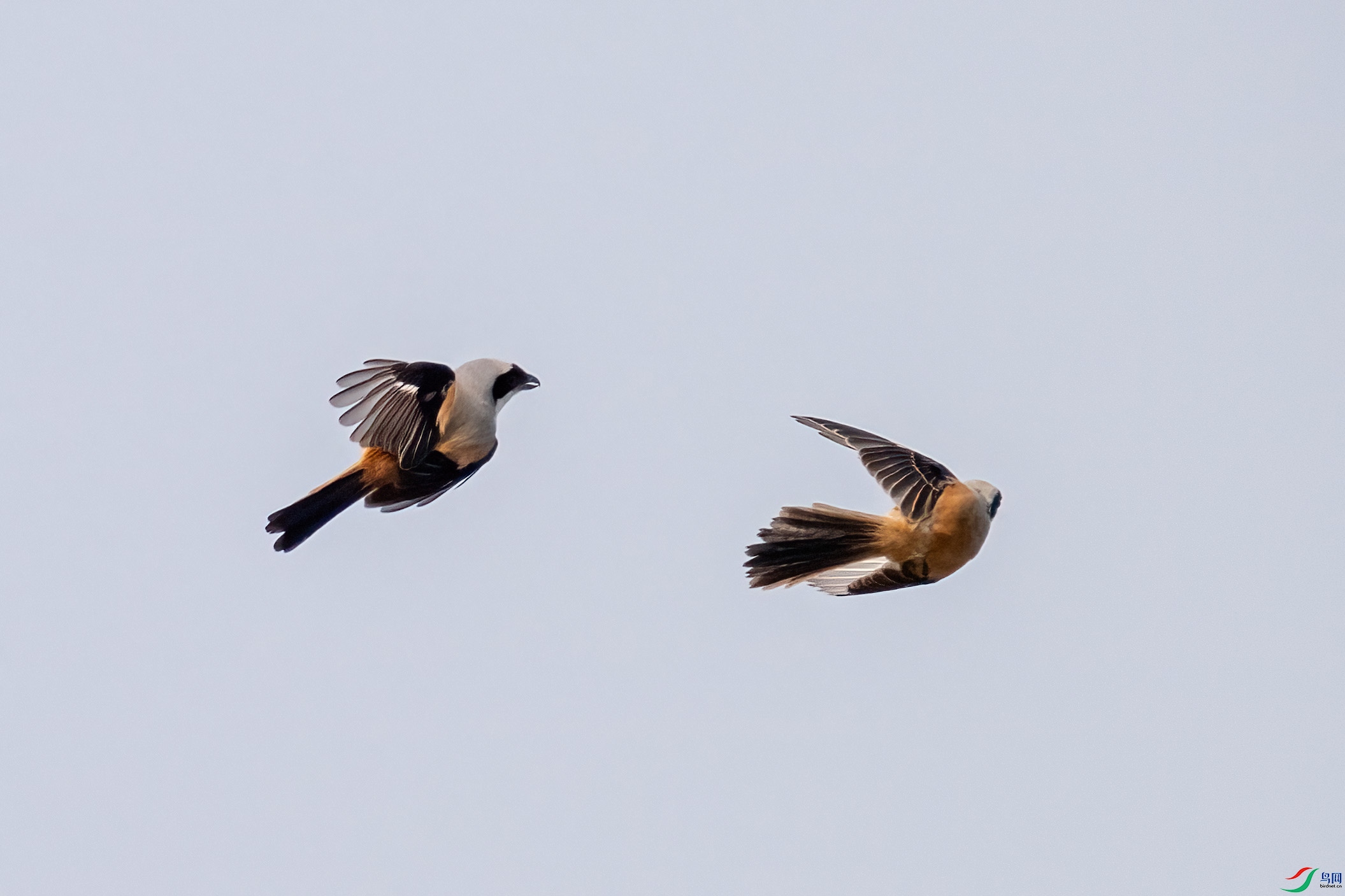 _DSC3664.jpg