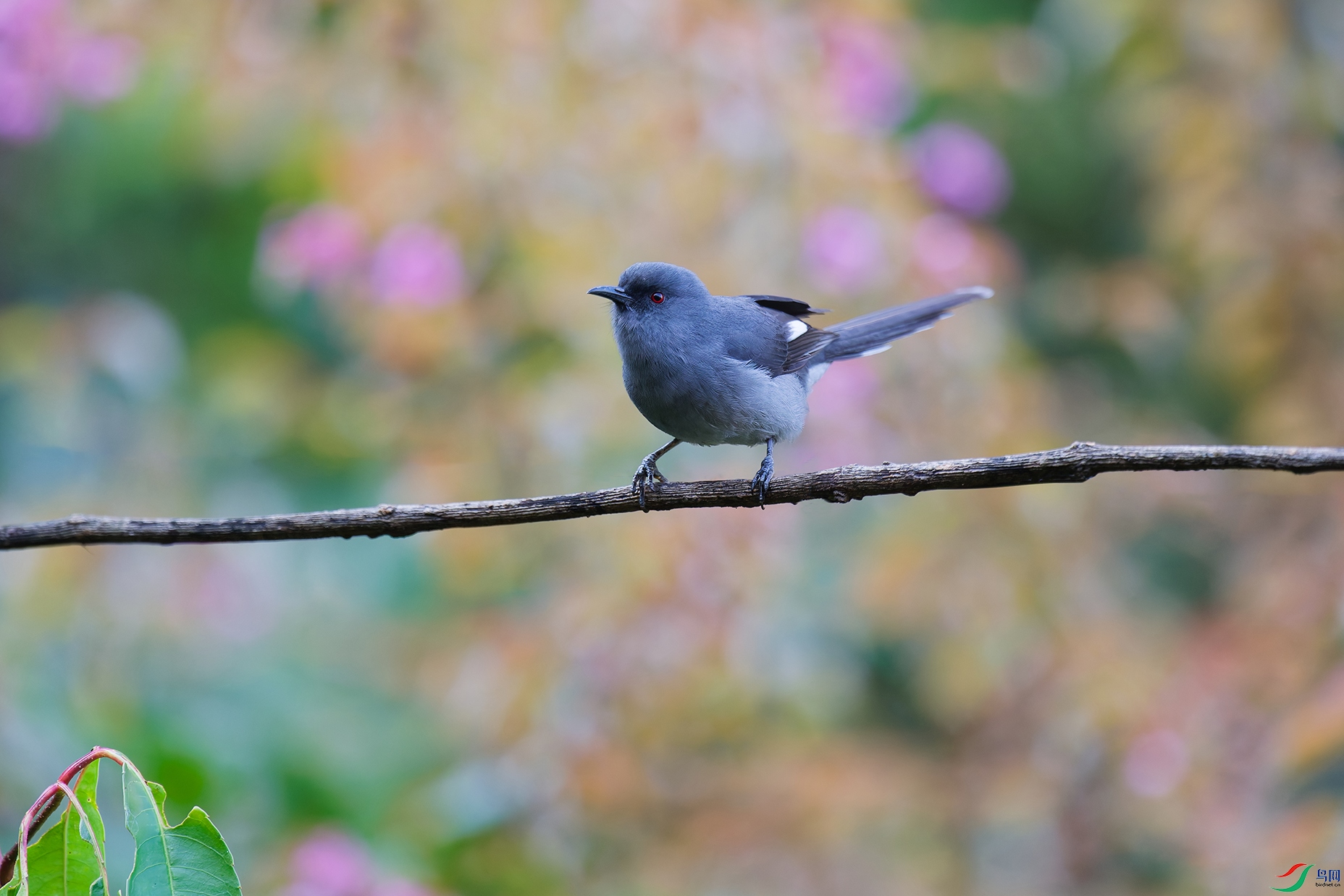 DSC_6687_DxO_DxOa.jpg