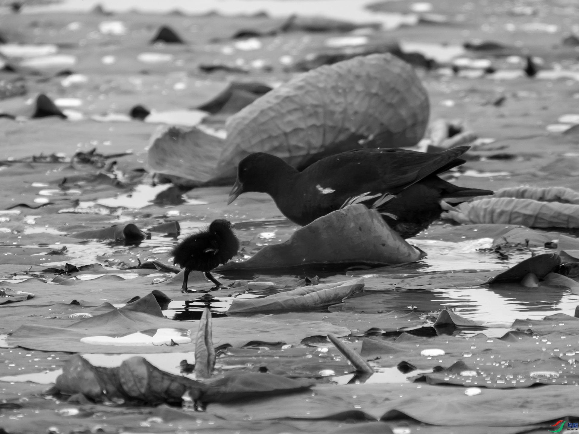 P6172088.jpg
