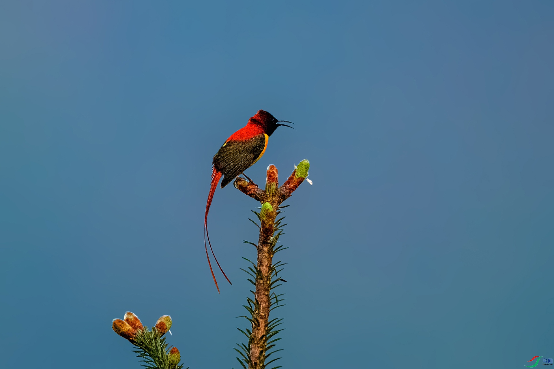 _AUU4572 ��β̫����(25.6.13).jpg