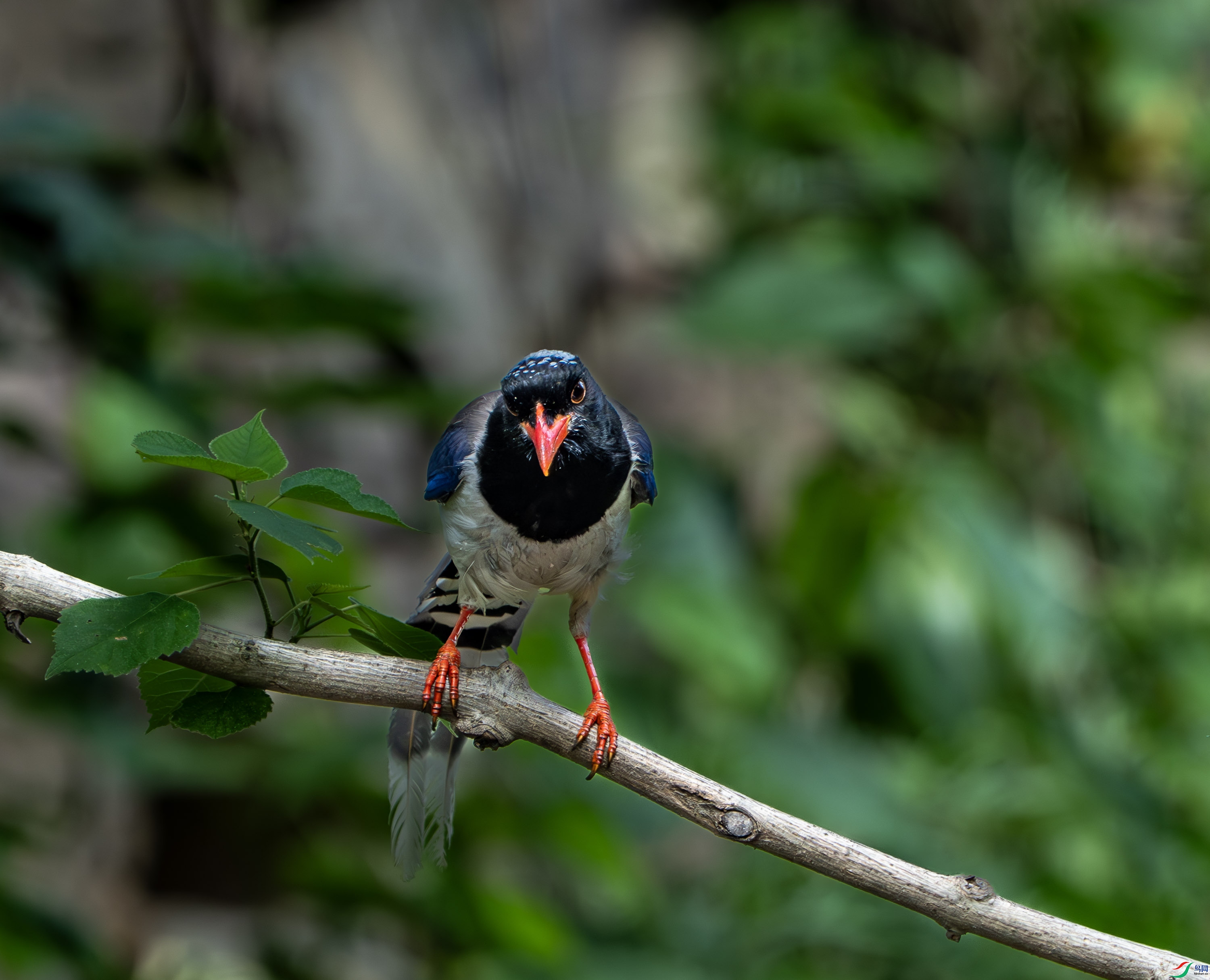 ������ȵ-19.jpg