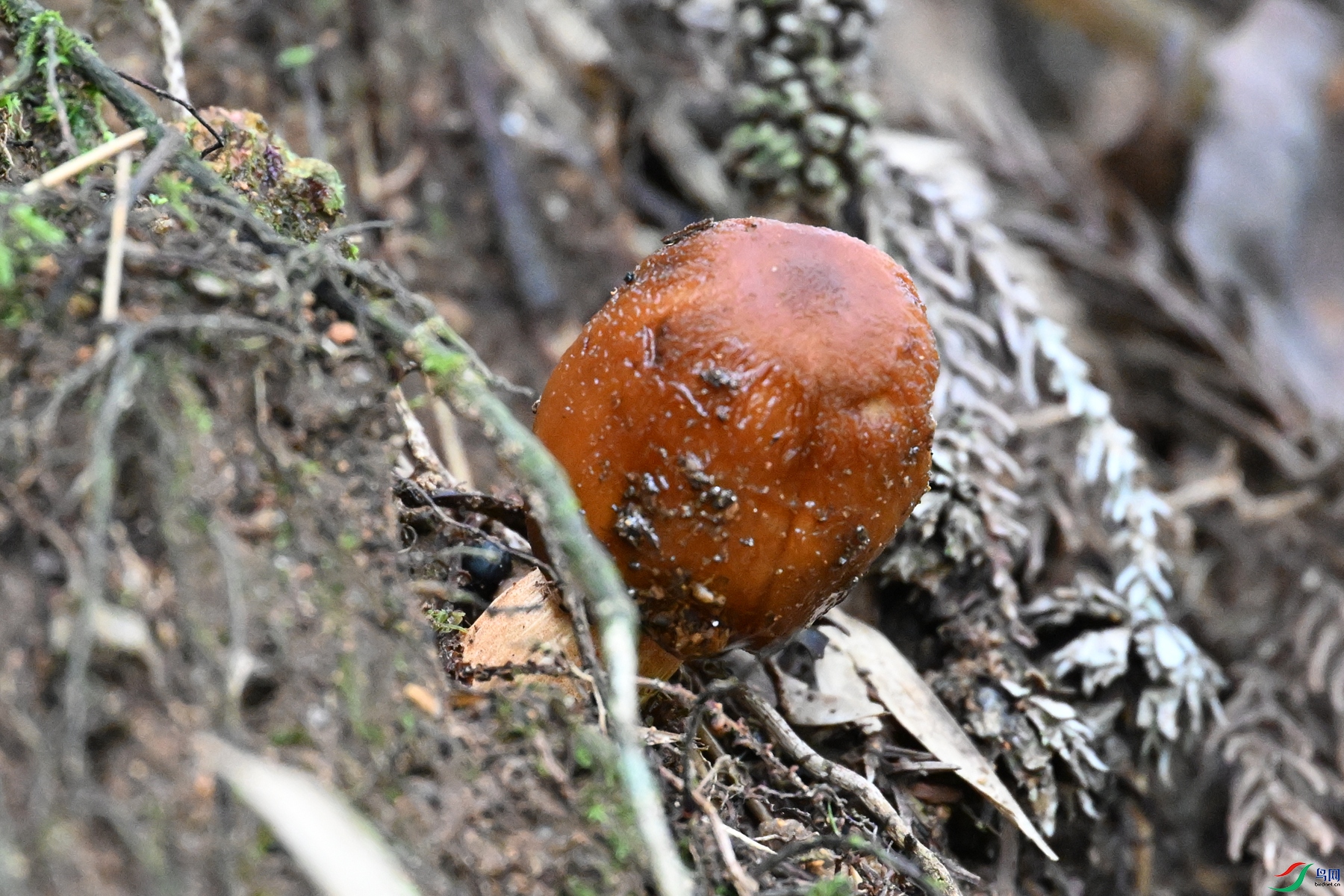 DSC_2084.JPG
