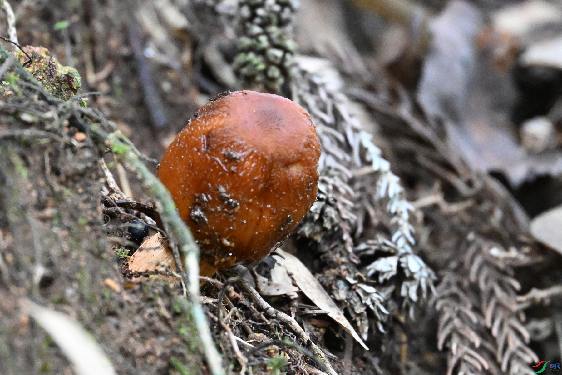 DSC_2085.JPG
