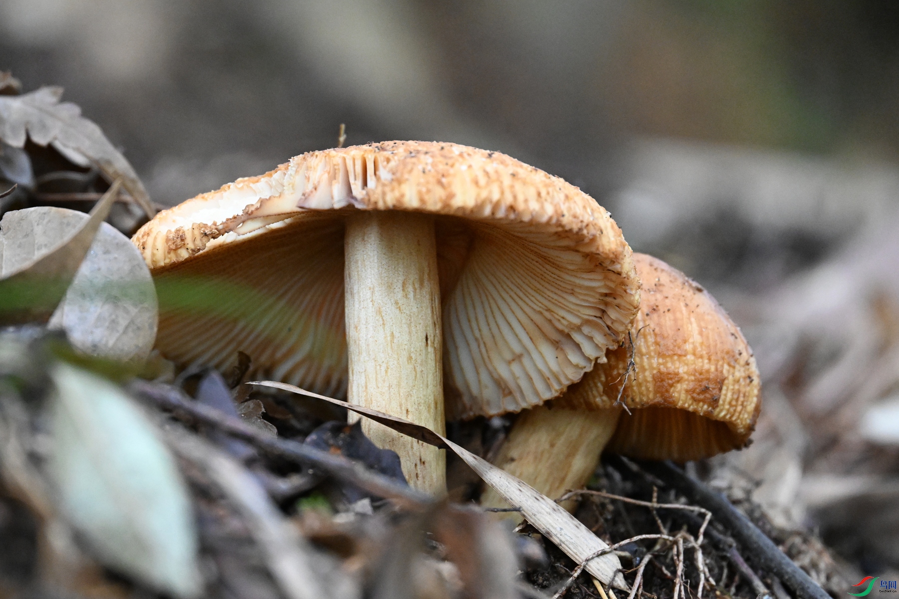 DSC_2083.JPG