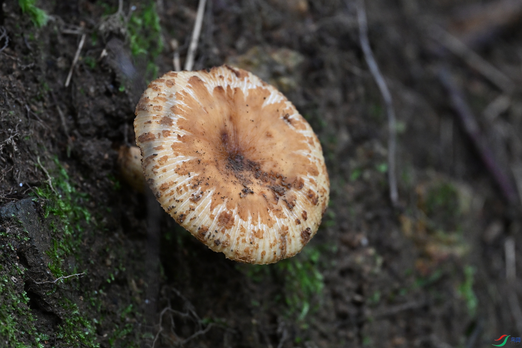 DSC_2088.JPG