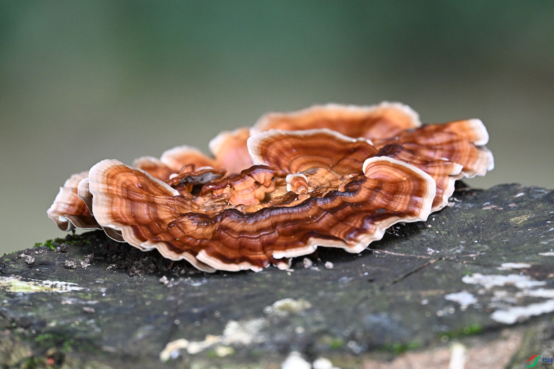 DSC_2091.JPG