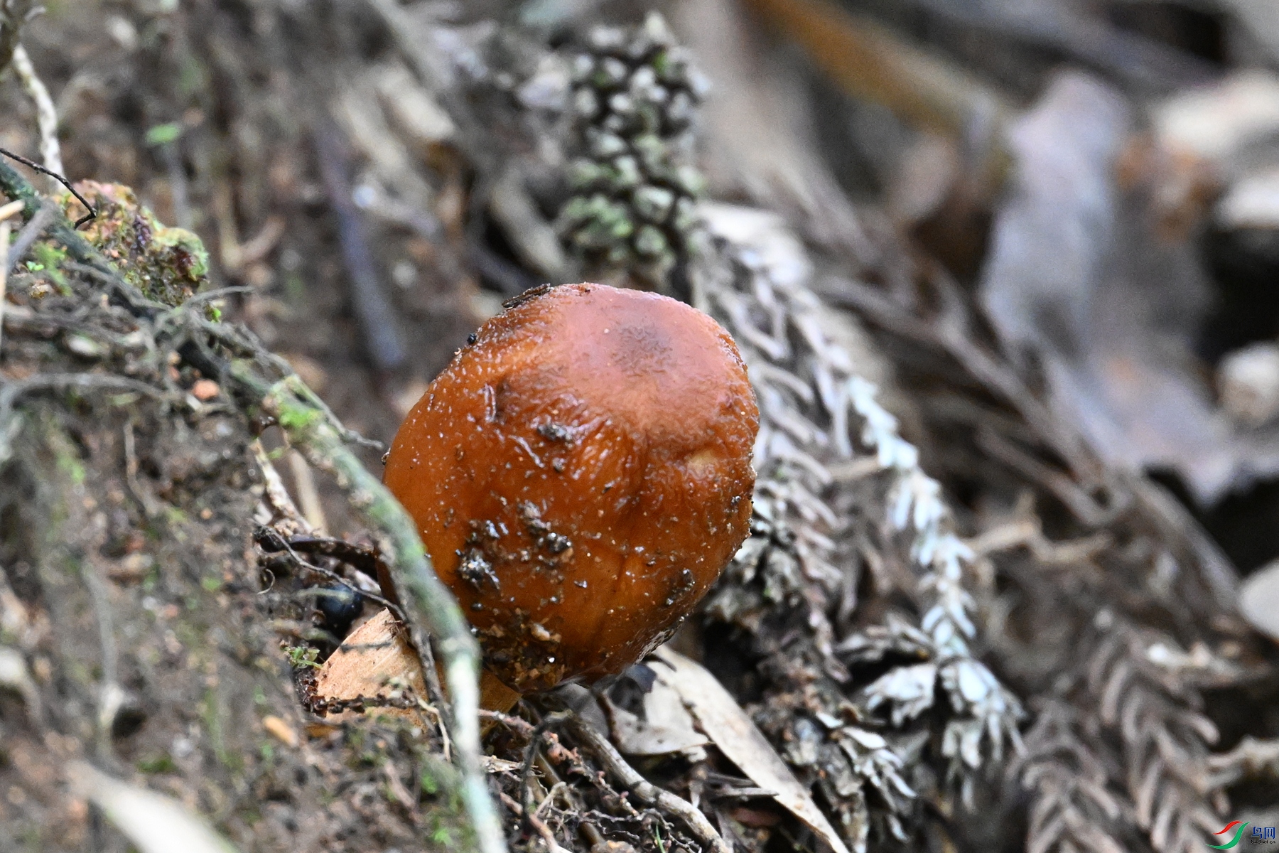 DSC_2086.JPG