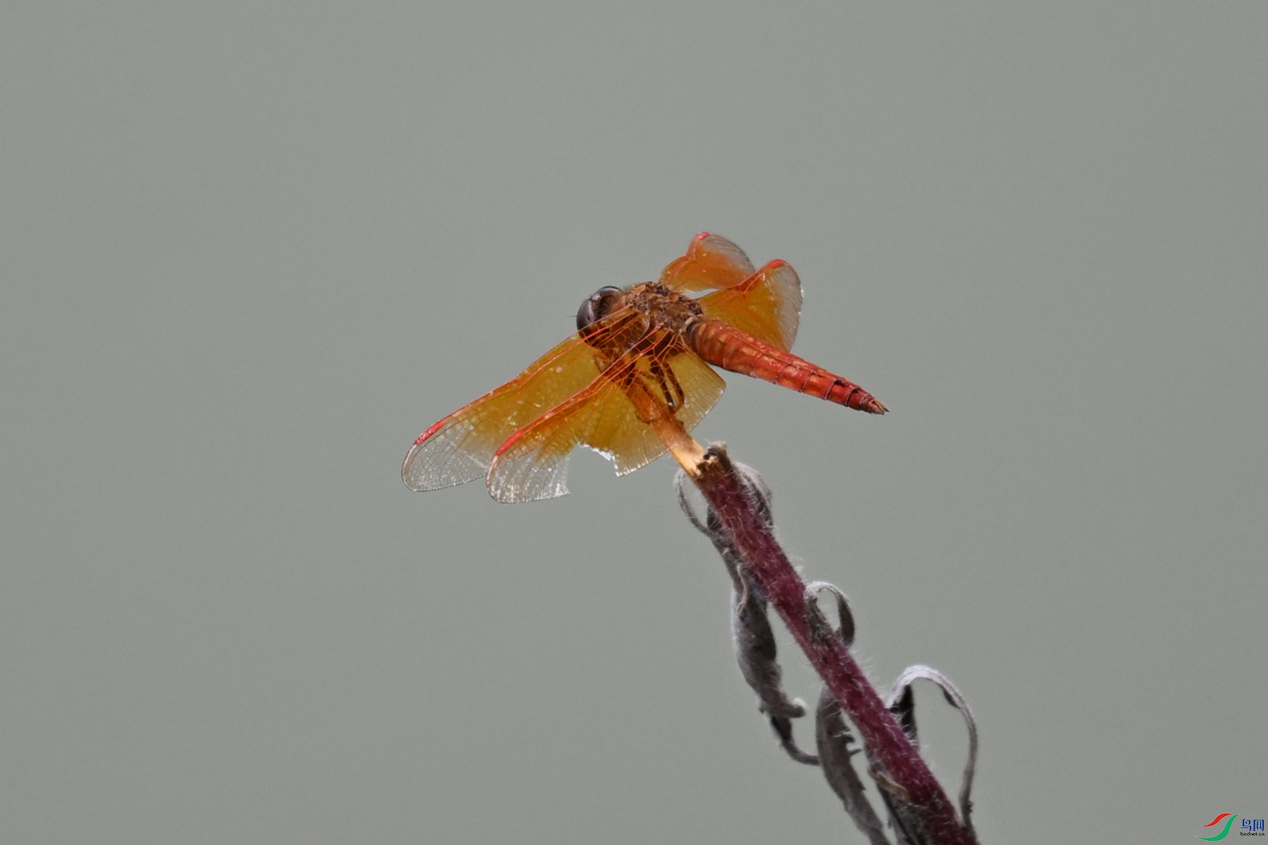 DSC_2064.JPG