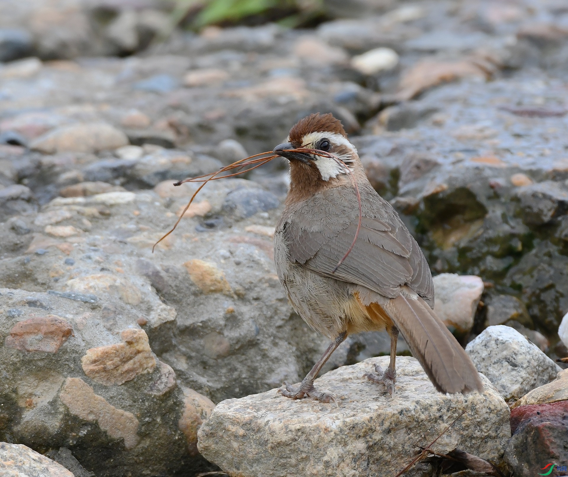 DSC_4162.jpg