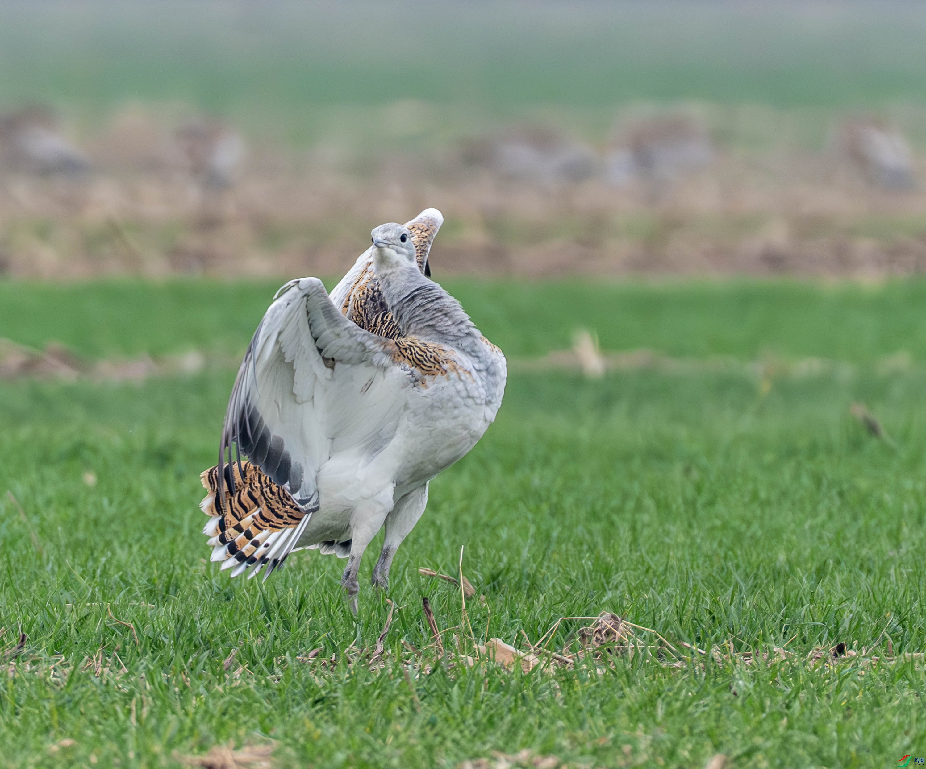���-14-33.jpg