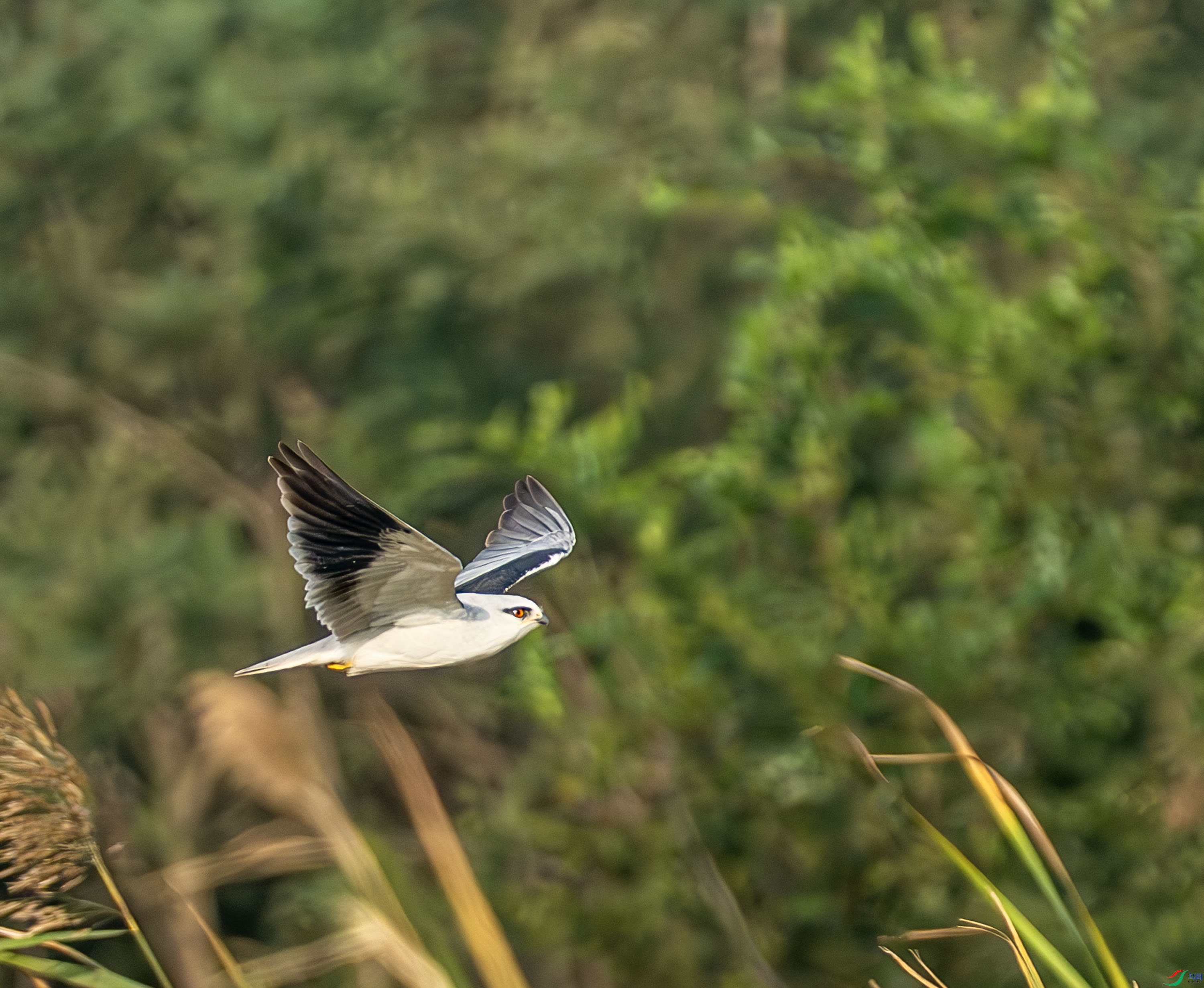 �ڳ��-34.jpg