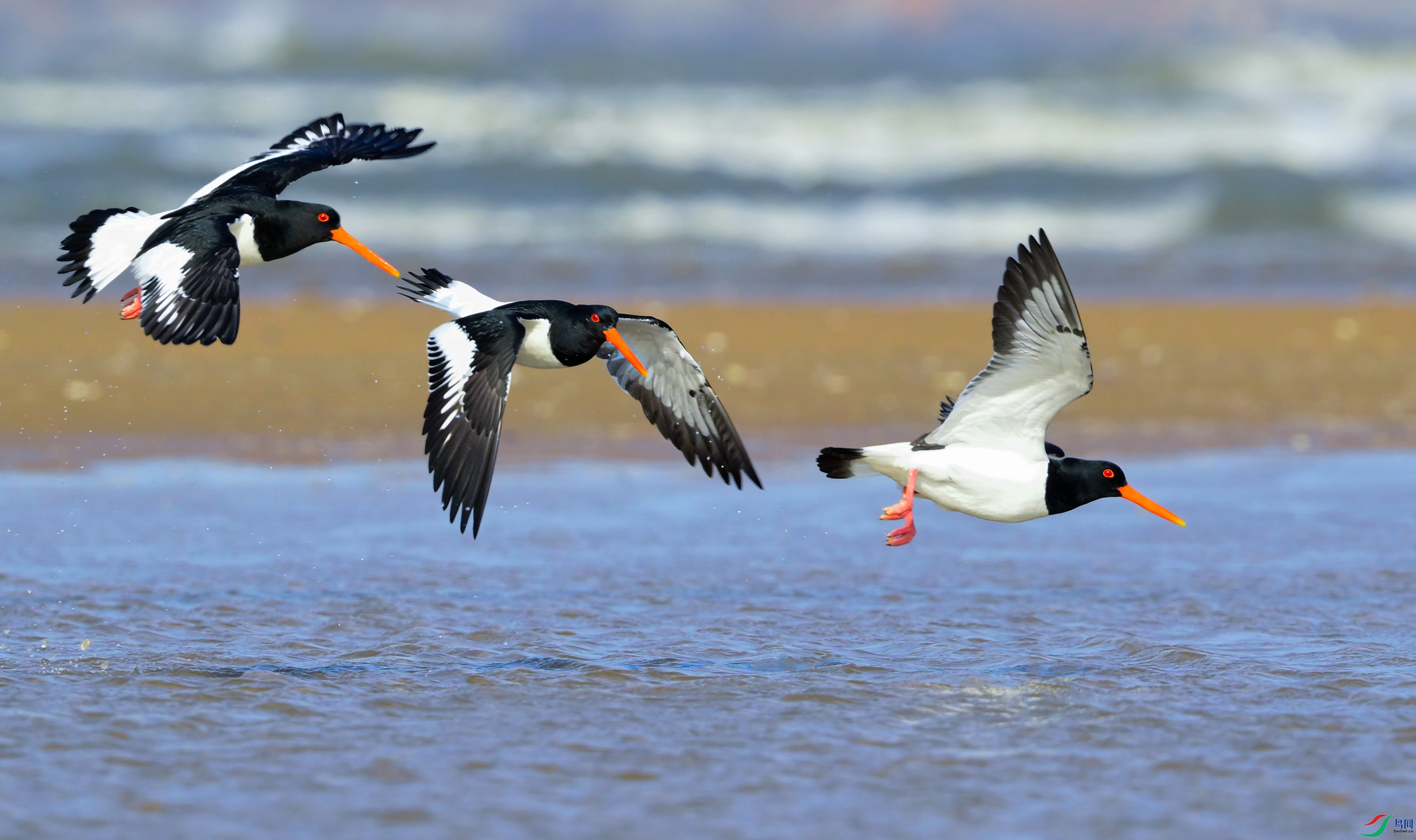 _DSC4080x.jpg