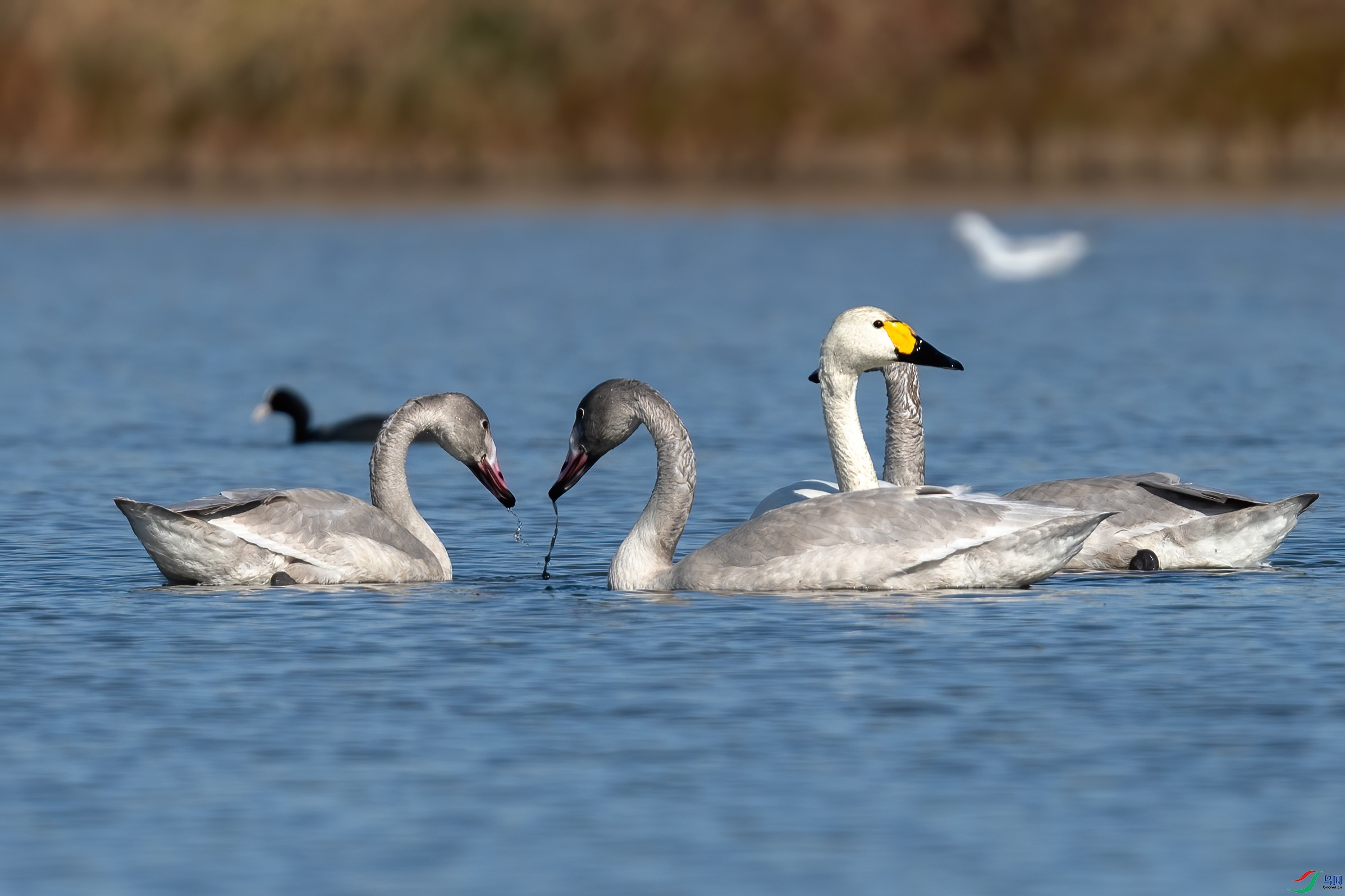 DSC_2457.jpg