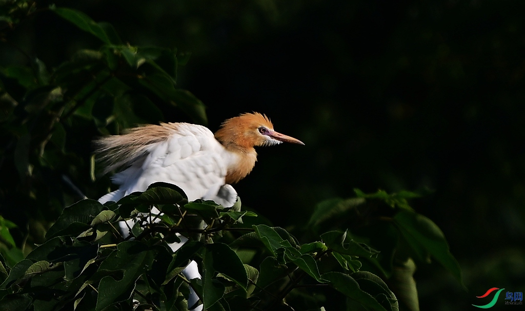 DSC_1035.JPG