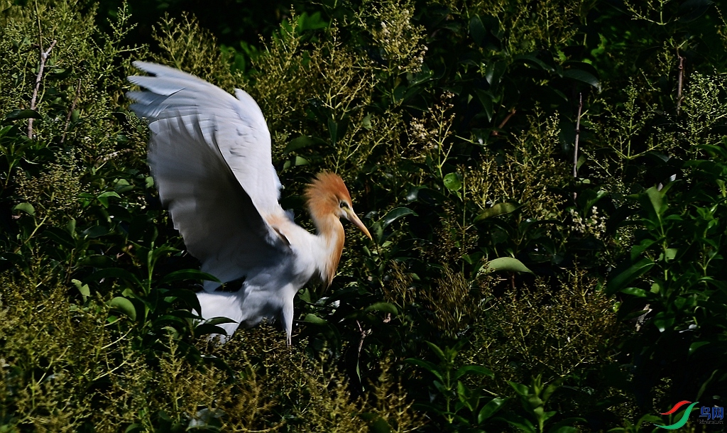 DSC_1147.JPG