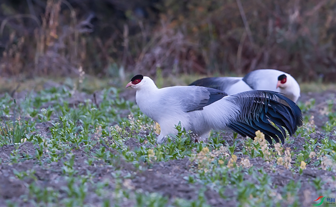 DSC_5592-1.jpg