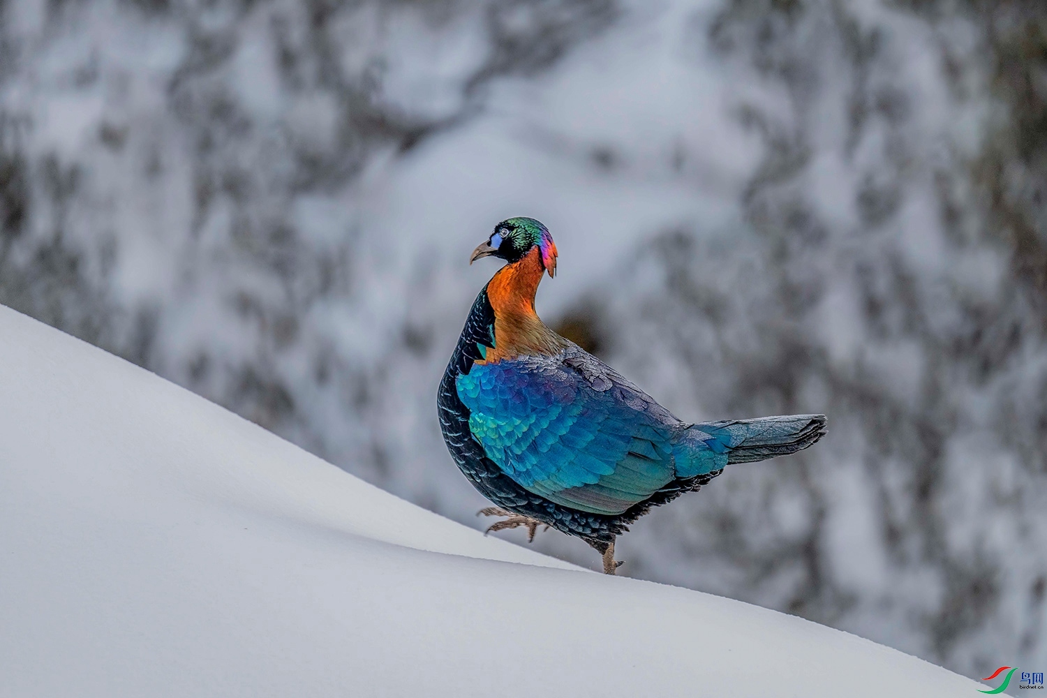 DSC_4062.jpg