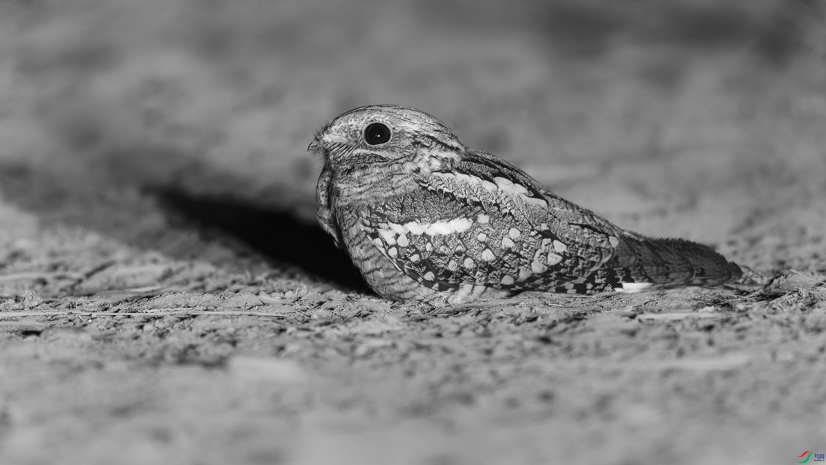 DSC_6091_DxO.jpg