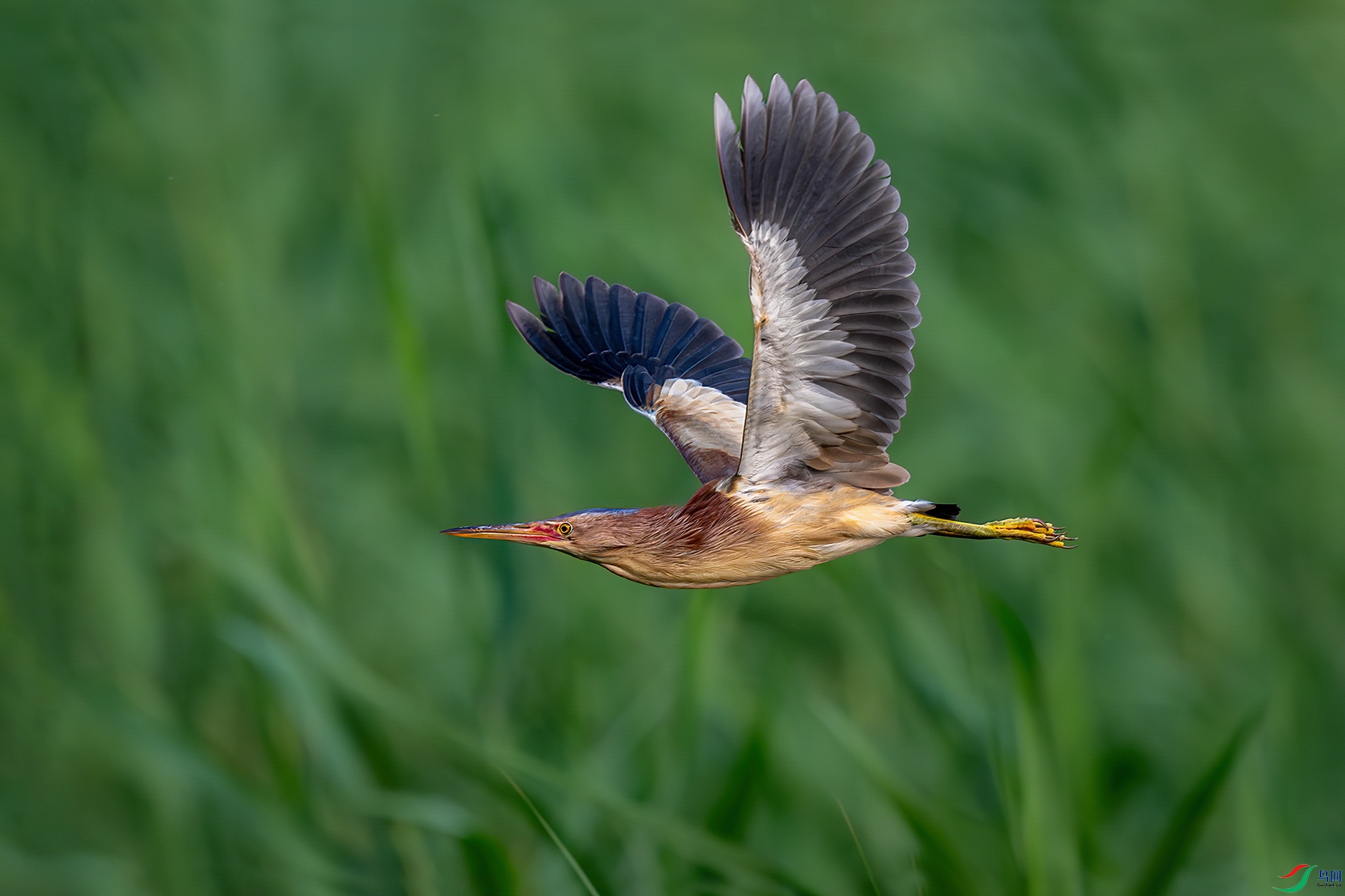 _DSC6535bb111122.jpg
