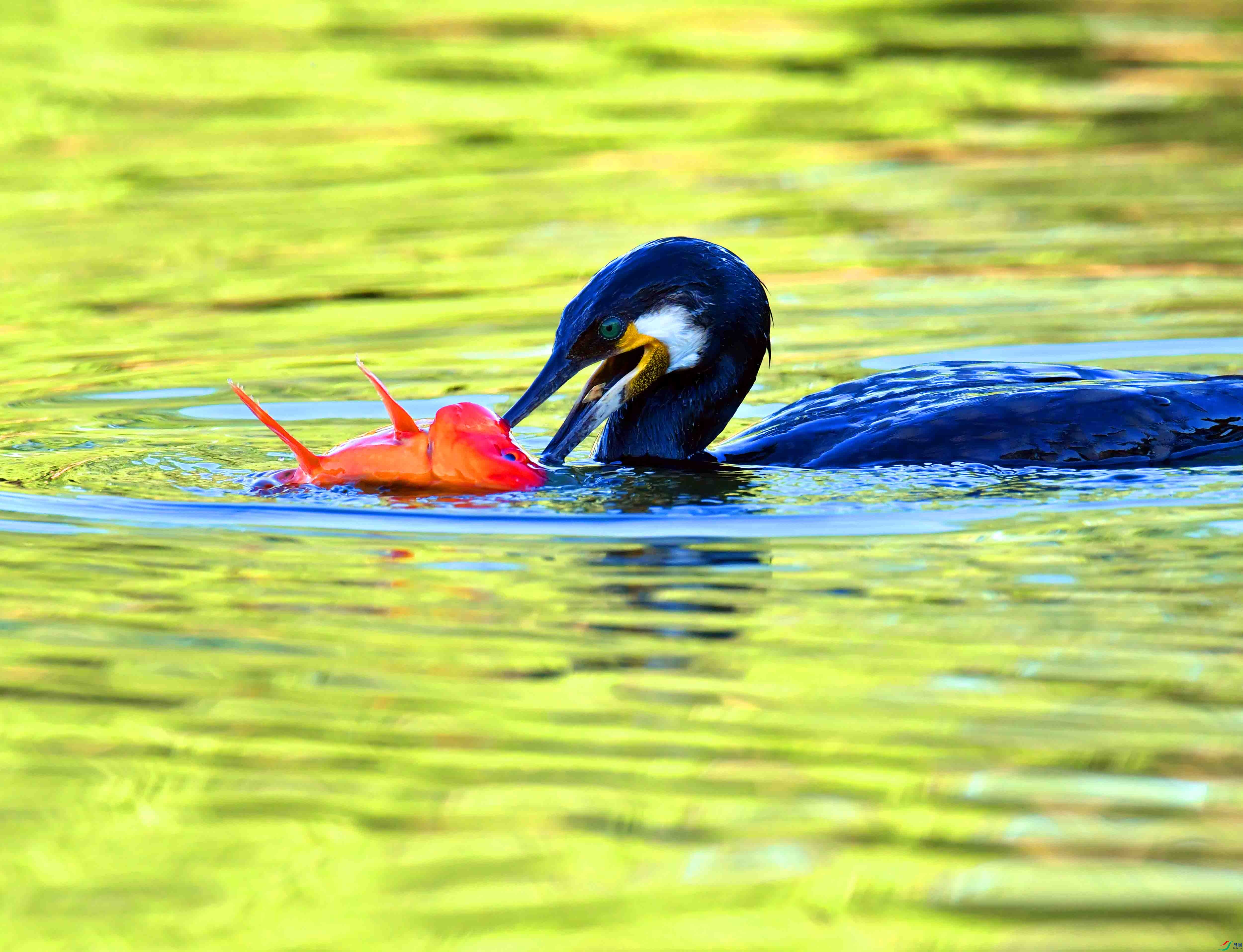DSC_2616.JPG