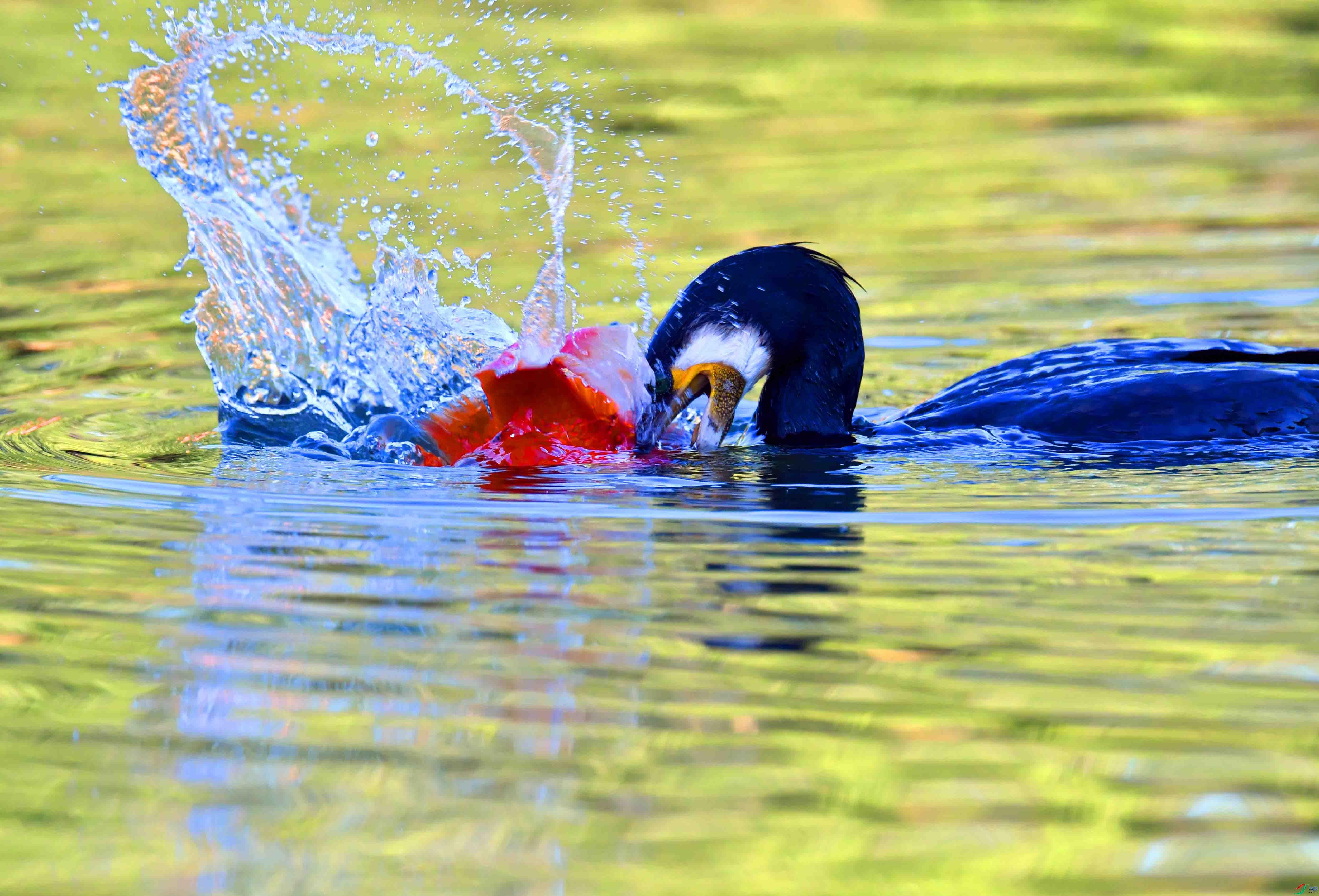 DSC_2619.JPG