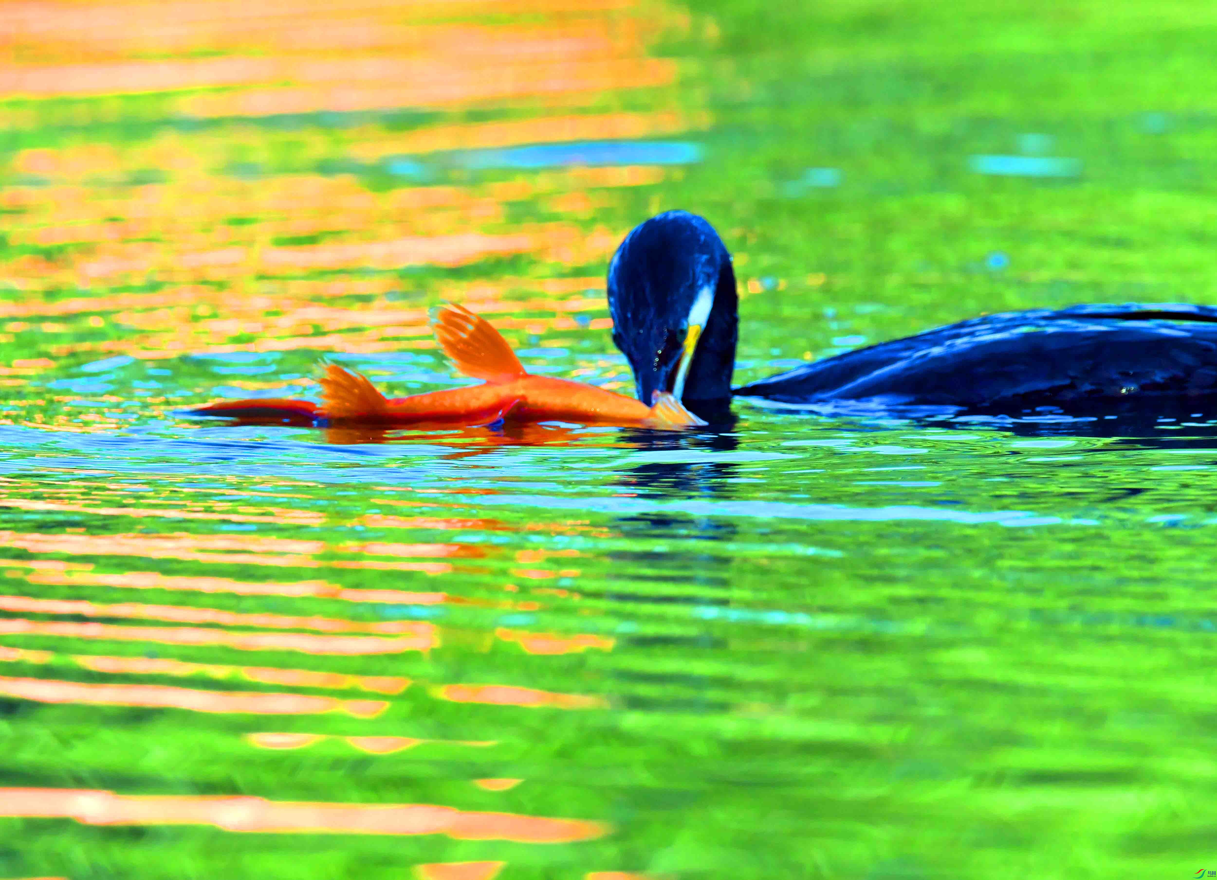 DSC_2632.JPG