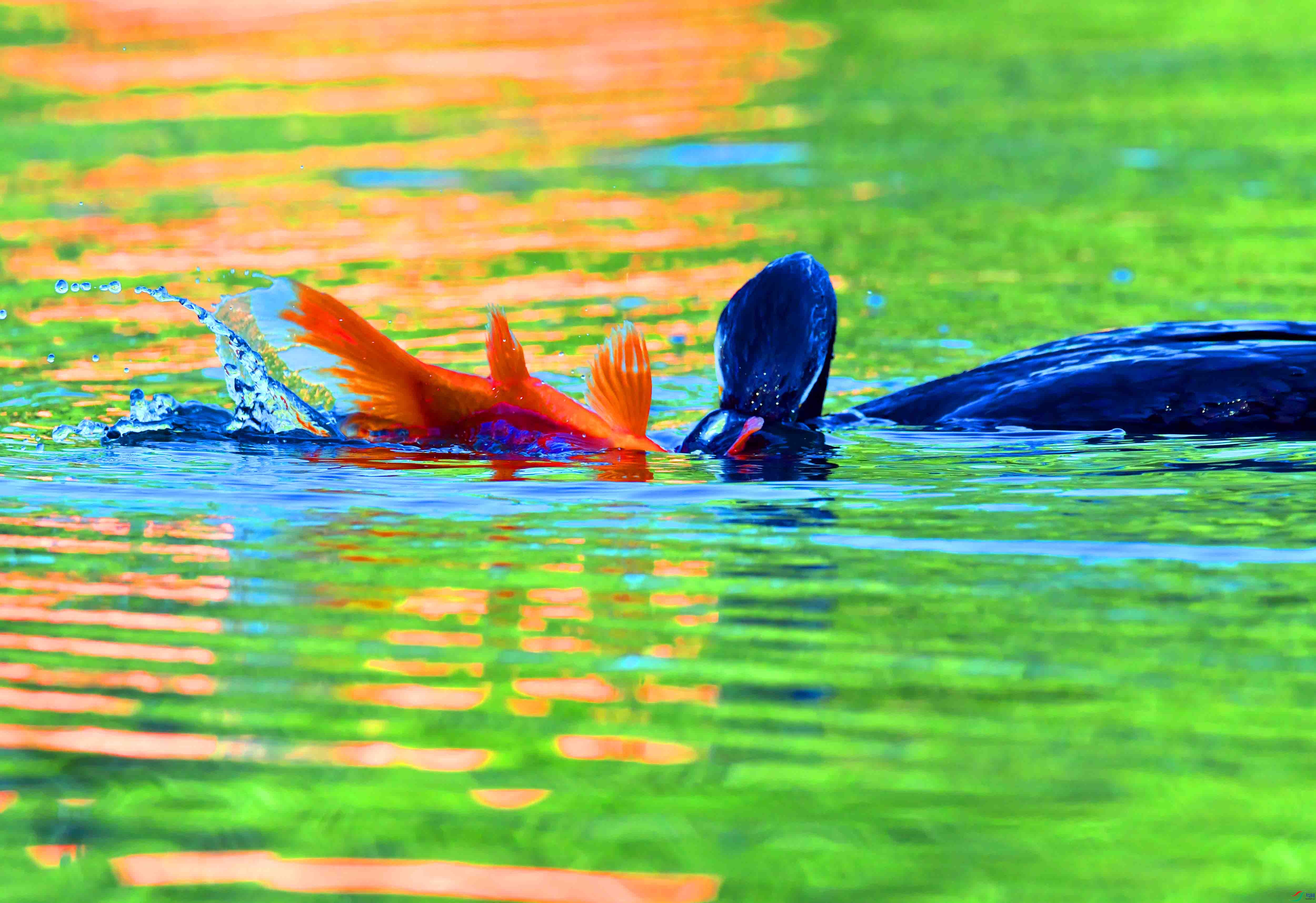 DSC_2634.JPG