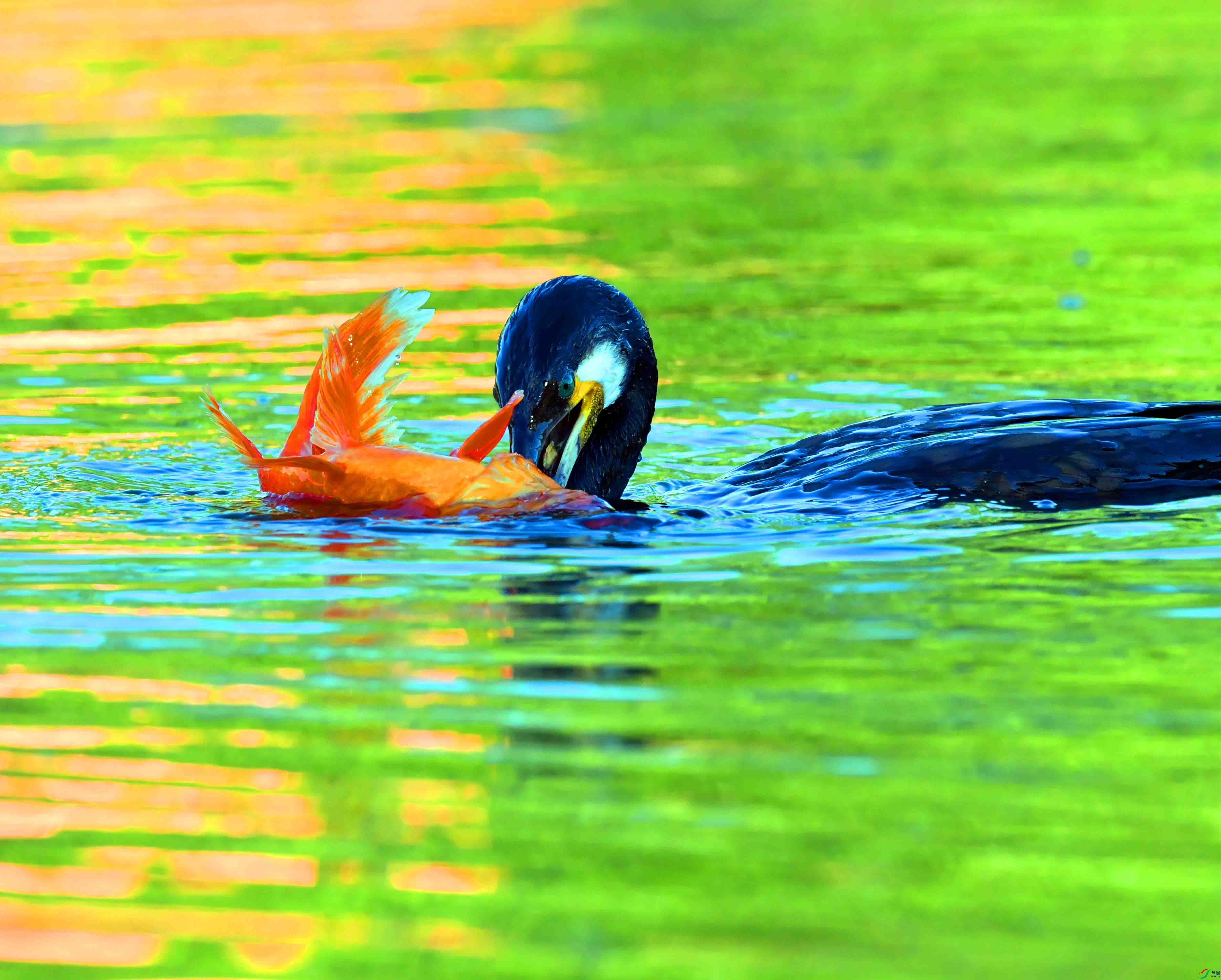 DSC_2640.JPG