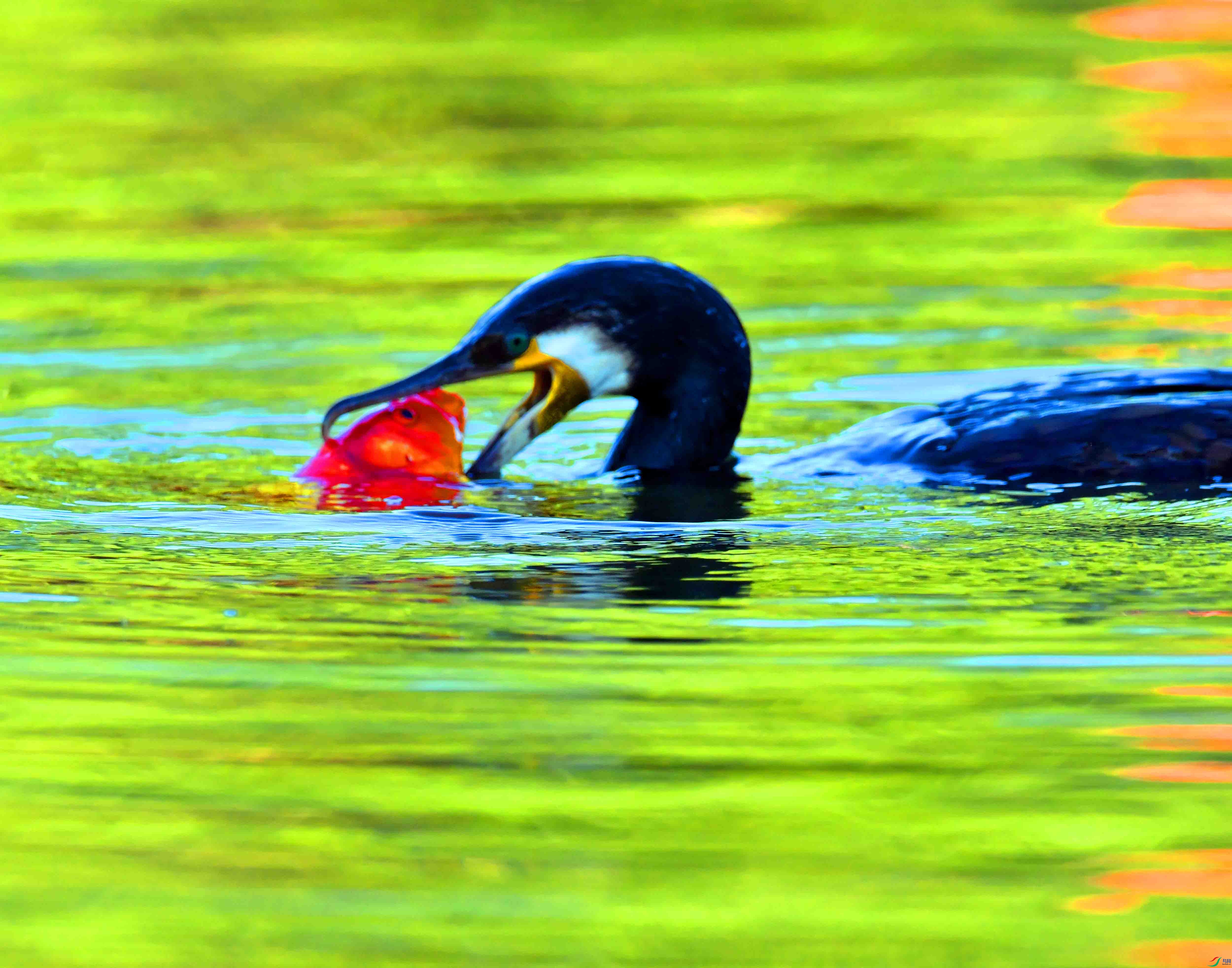 DSC_2665.JPG