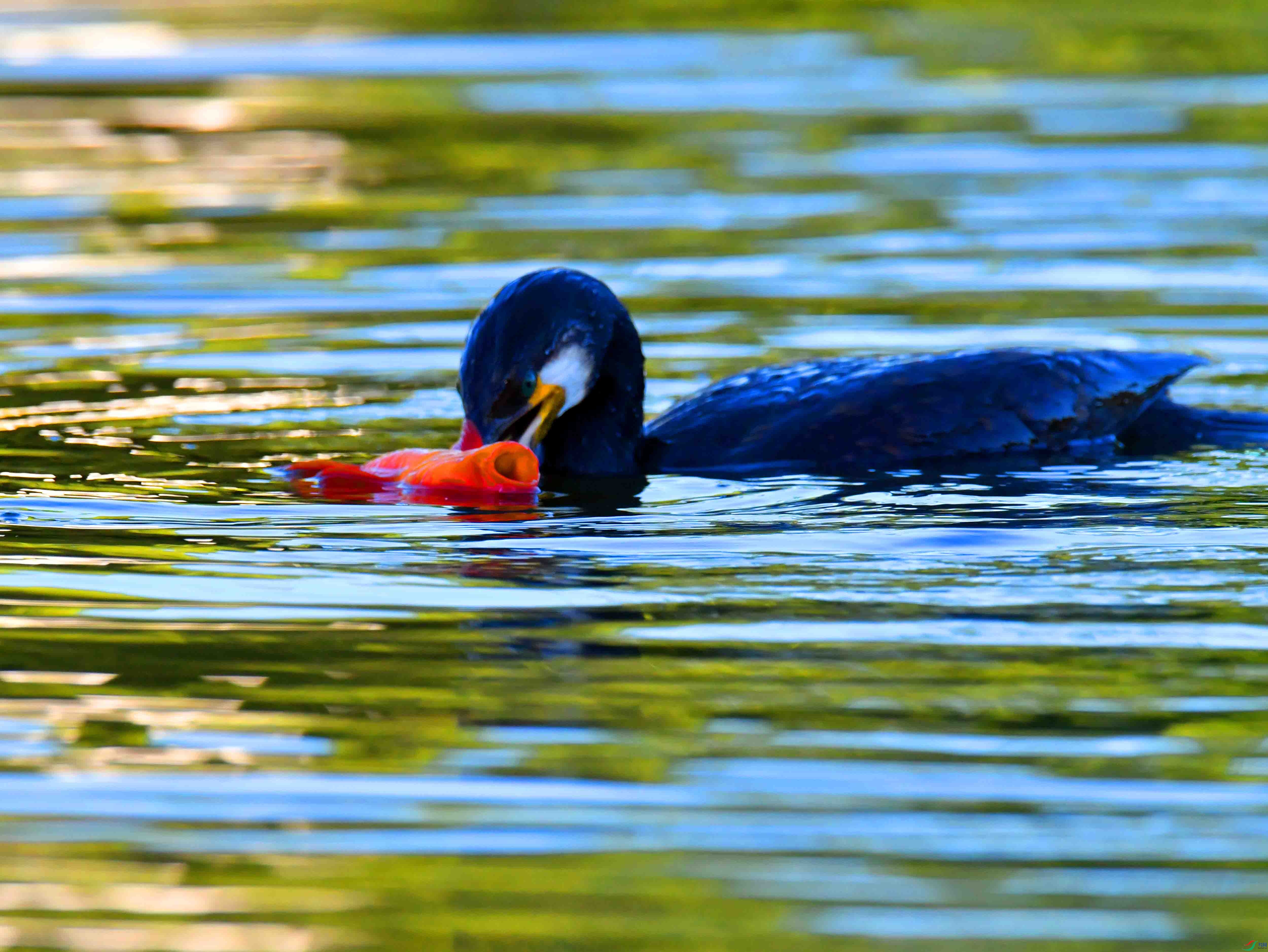 DSC_2693.JPG