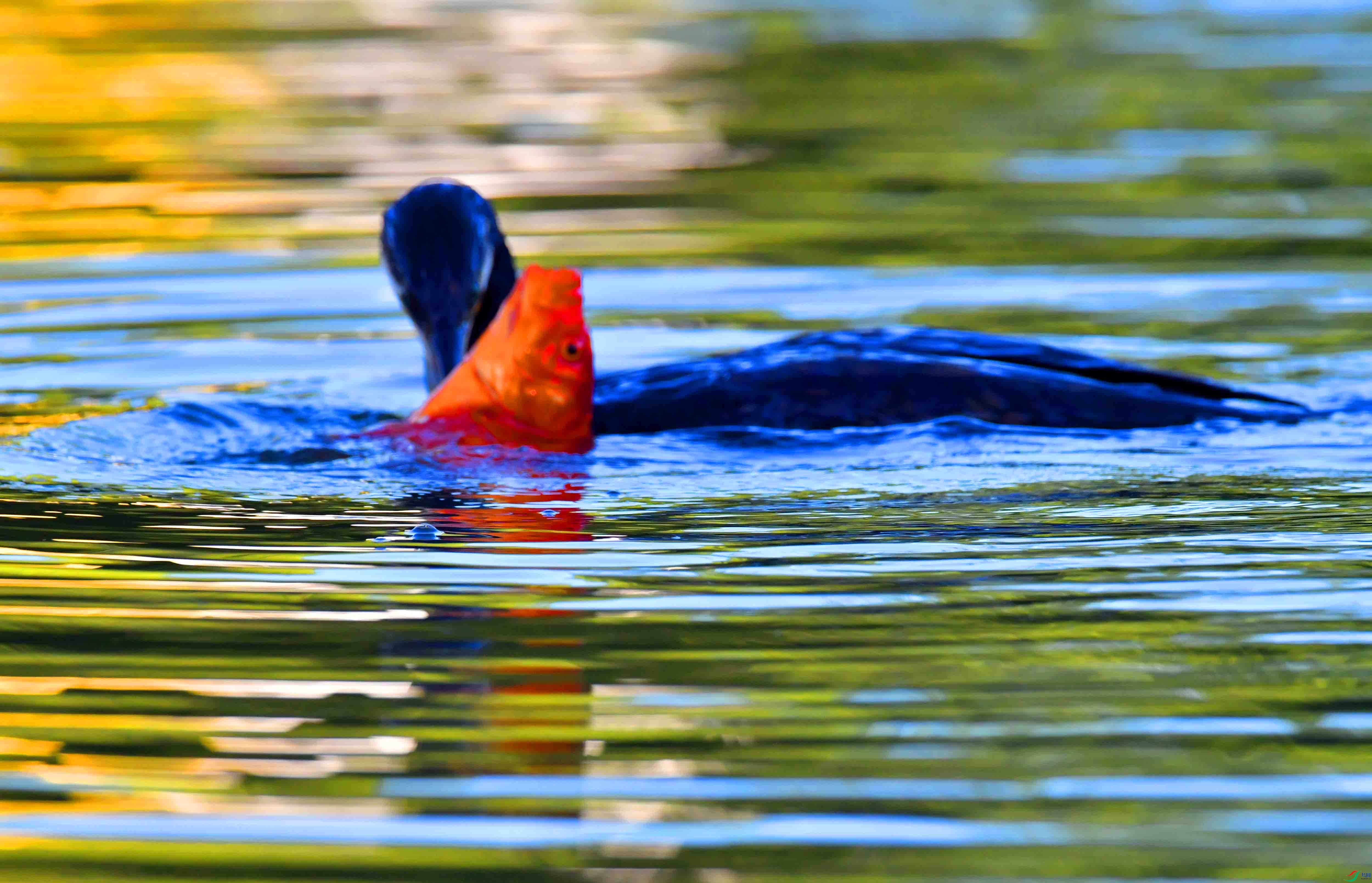 DSC_2705.JPG