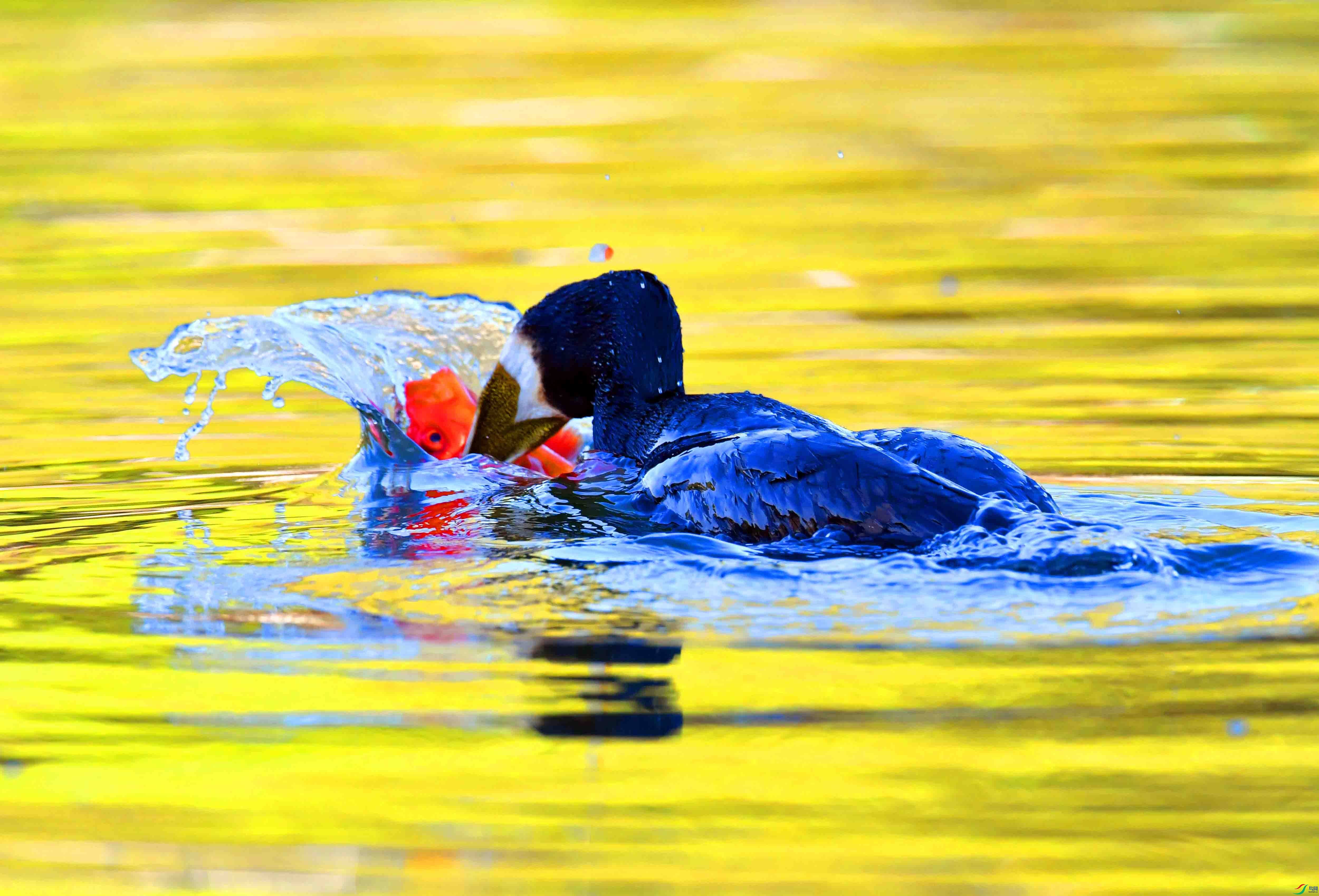 DSC_2786.JPG